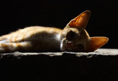 Free A ginger cat relaxes in the warm sunlight, casting a soft shadow. Stock Photo