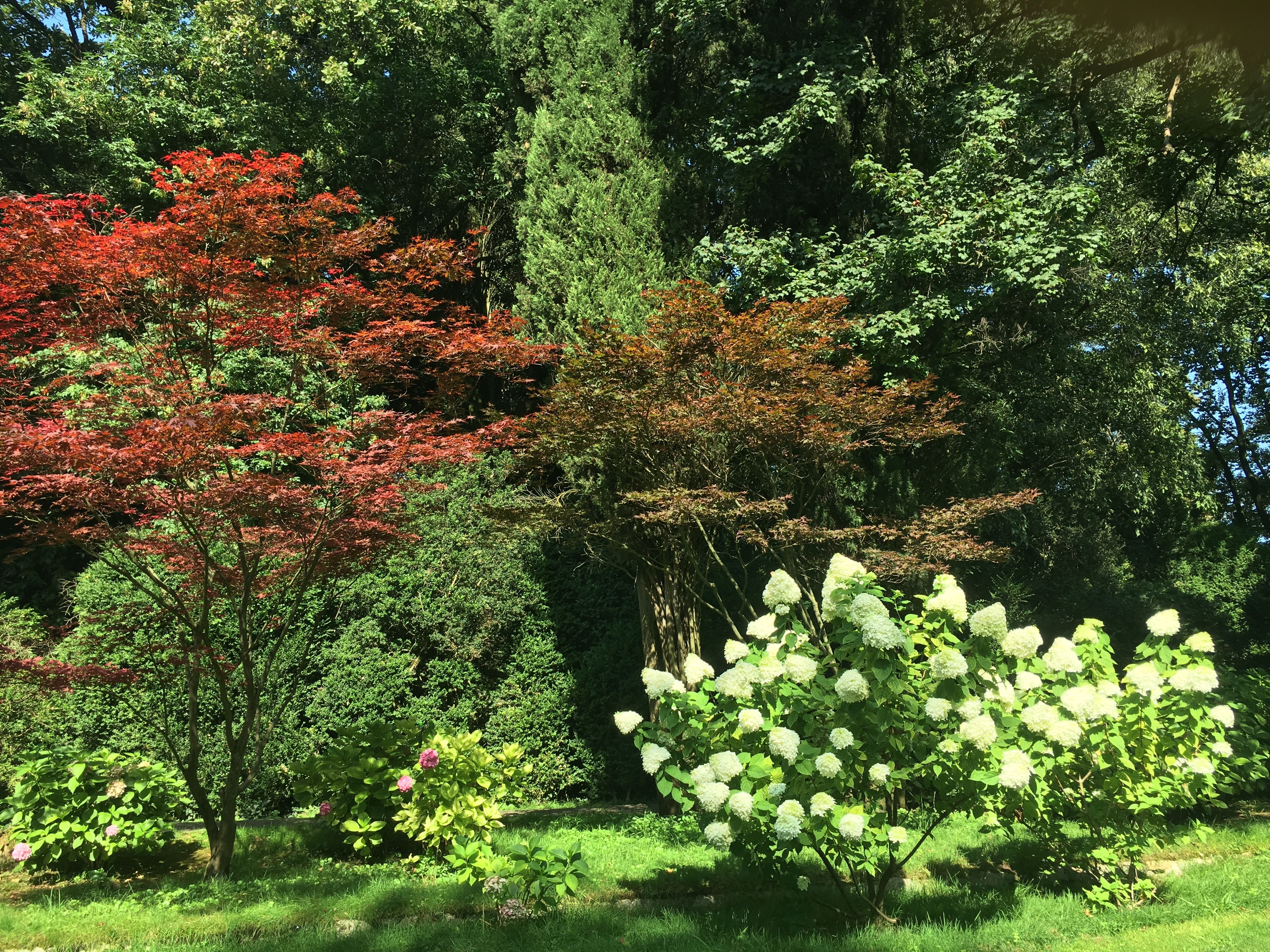 Vibrant garden scene featuring Japanese maple trees and hydrangea bushes in full bloom.