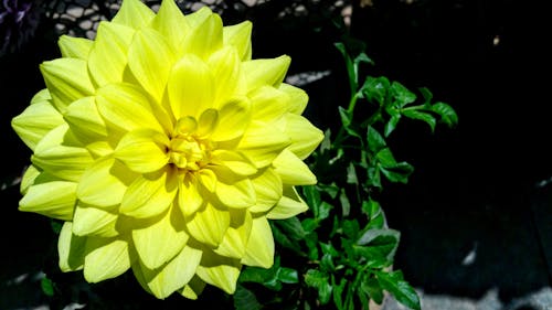 Żółty Kwiat Płatkowy