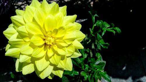 Yellow Petaled Flower