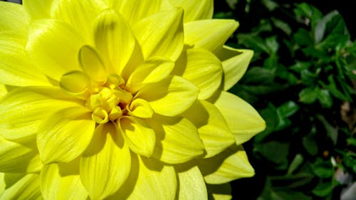 無料 黄色い花 写真素材