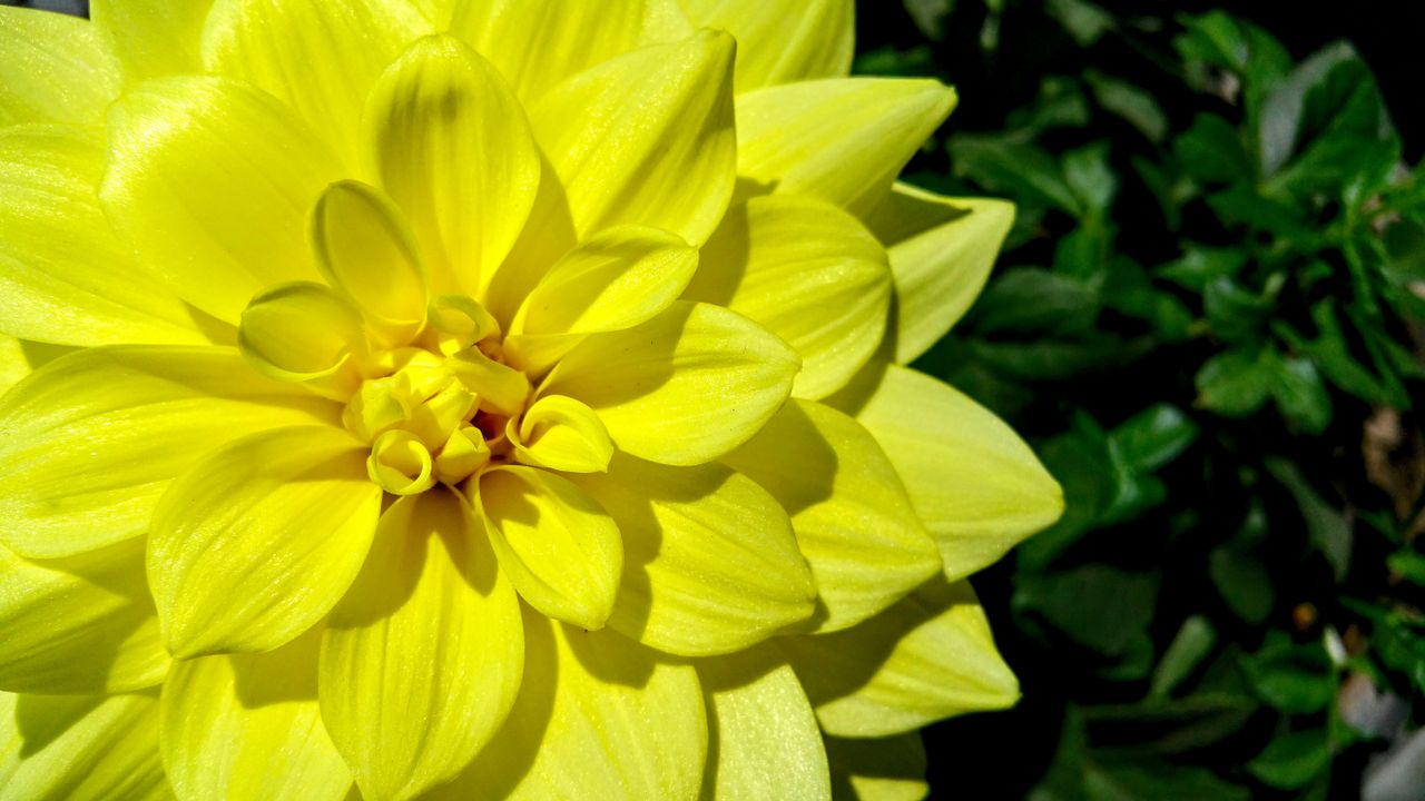 close up of a vibrant yellow dahlia flower showcasing its intricate pe