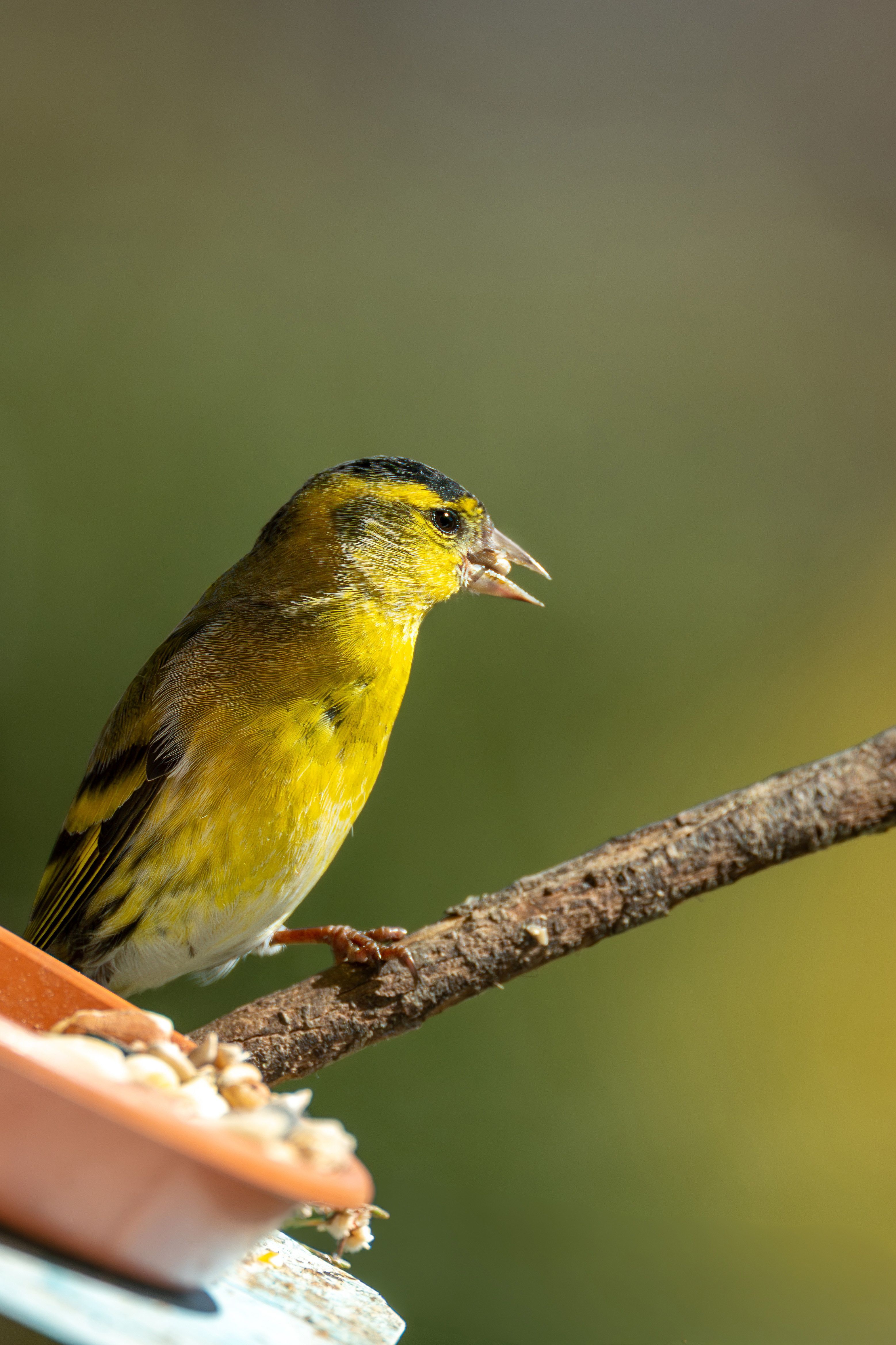 Colorful European Songbird perching on Branch · Free Stock Photo