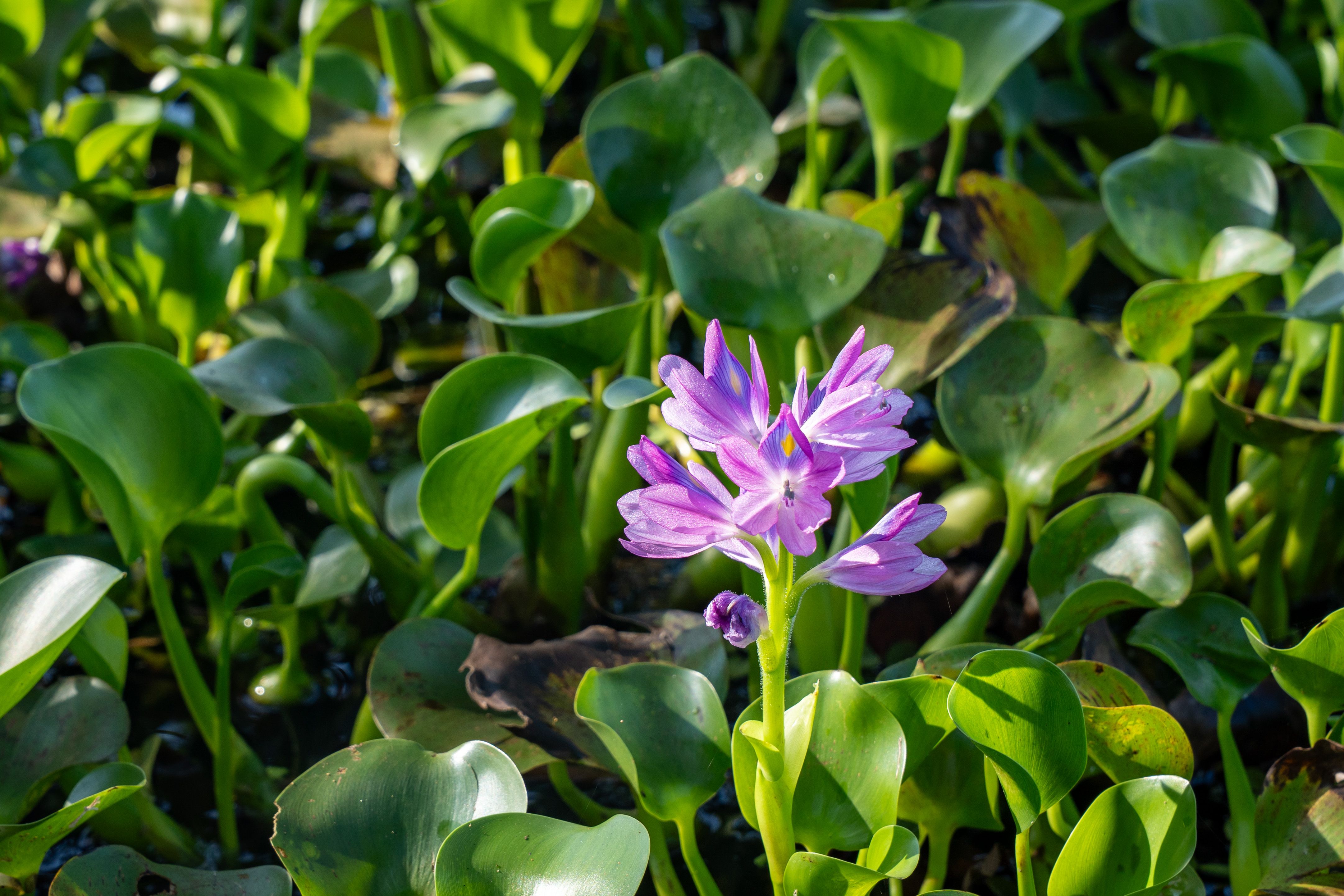 Water Hyacinth Bloom in Sri Lankan Wetlands · Free Stock Photo
