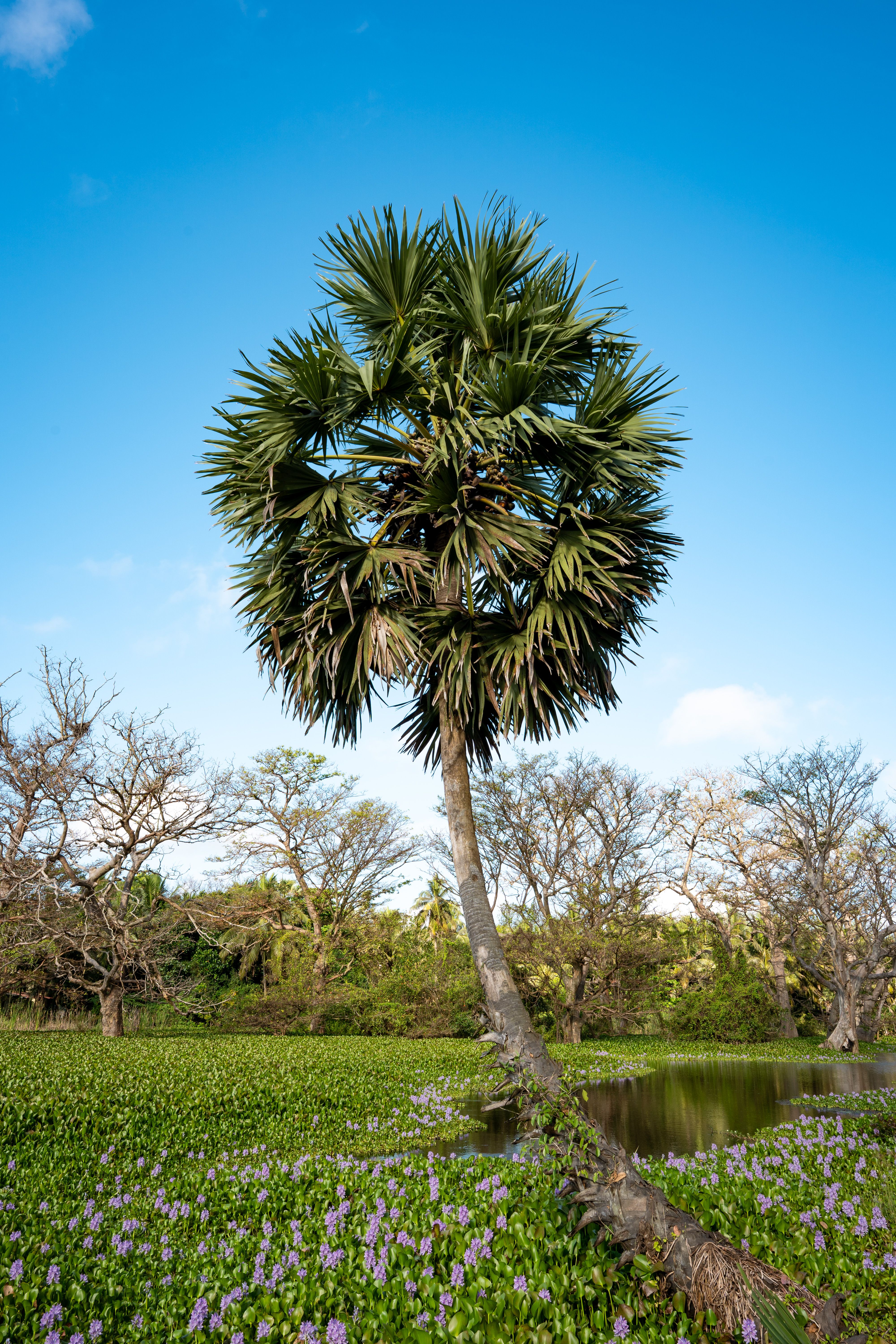 Beautiful Palm Tree in Sri Lankan Landscape · Free Stock Photo