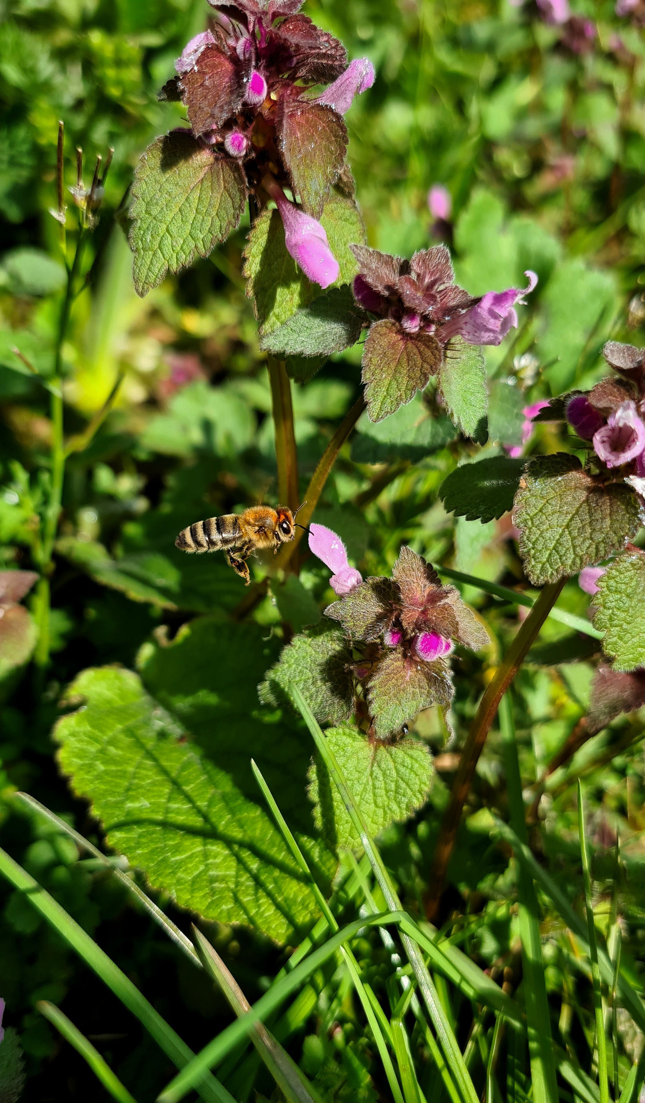 Close-up of a bee pollinating vibrant purple flowers in a lush garden setting.