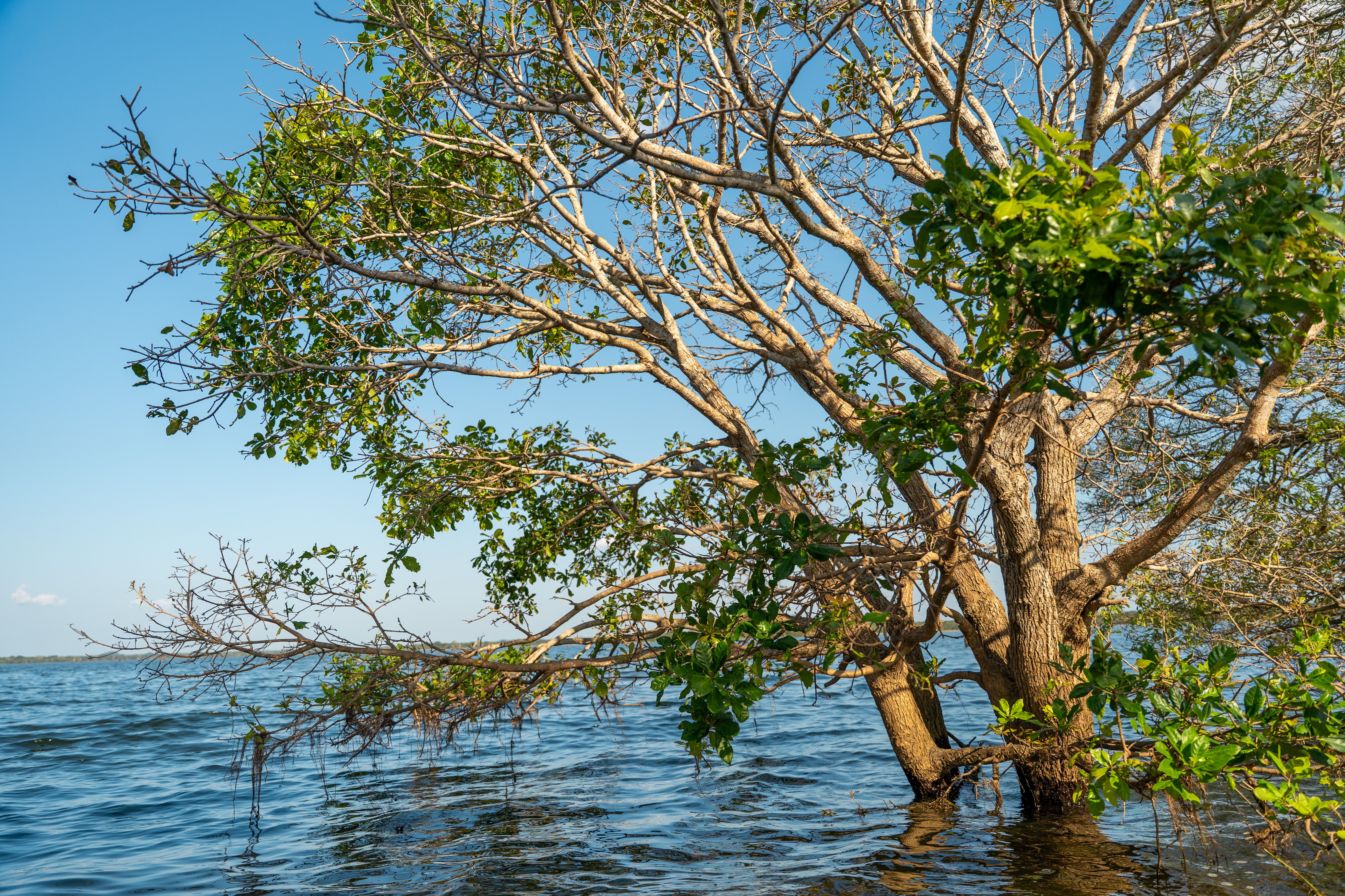 Scenic Tree Overlooking Vavuniya Lake in Sri Lanka · Free Stock Photo