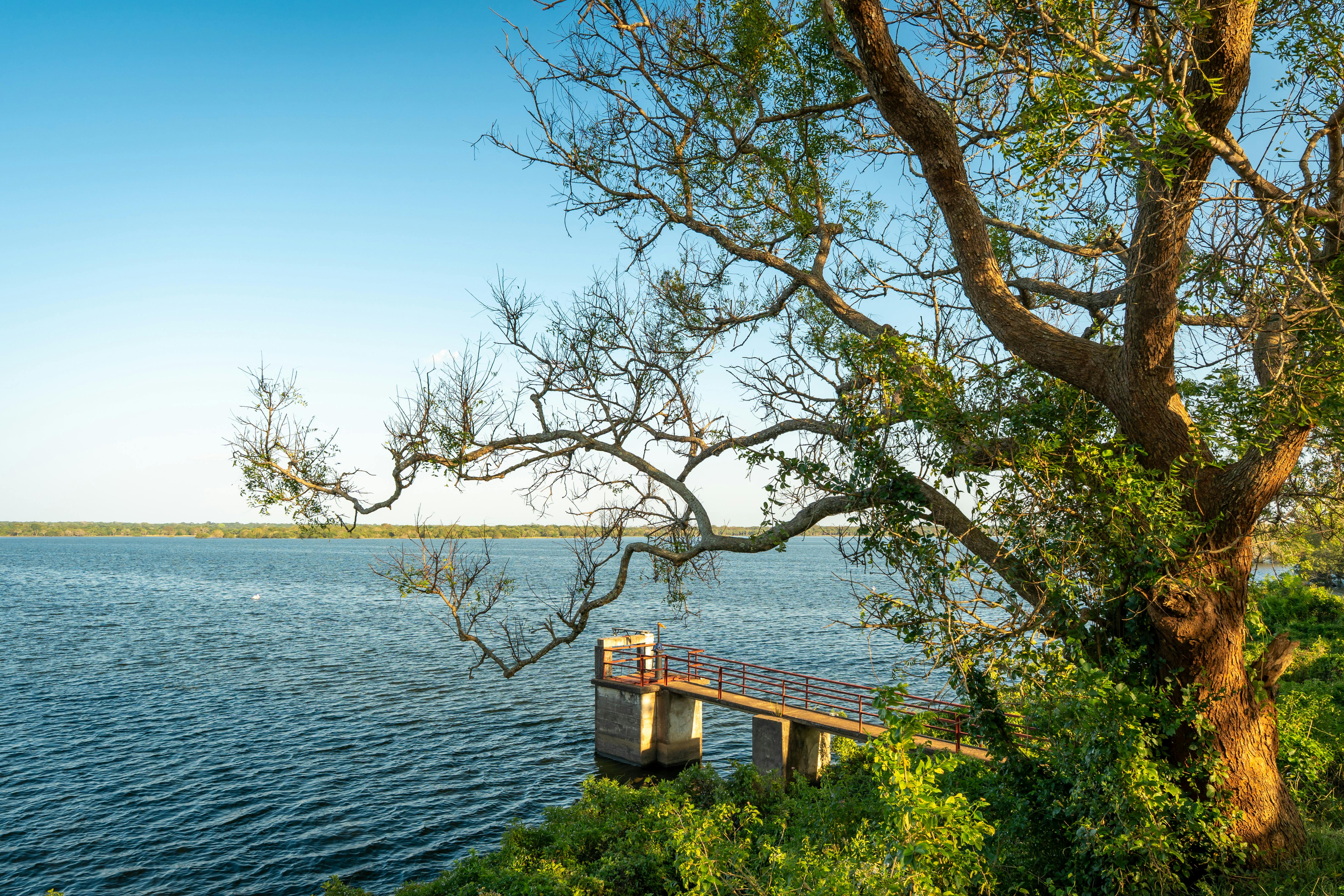 Picturesque scene of a banyan tree by a lakeside in Vavuniya, Sri Lanka, under clear blue skies.