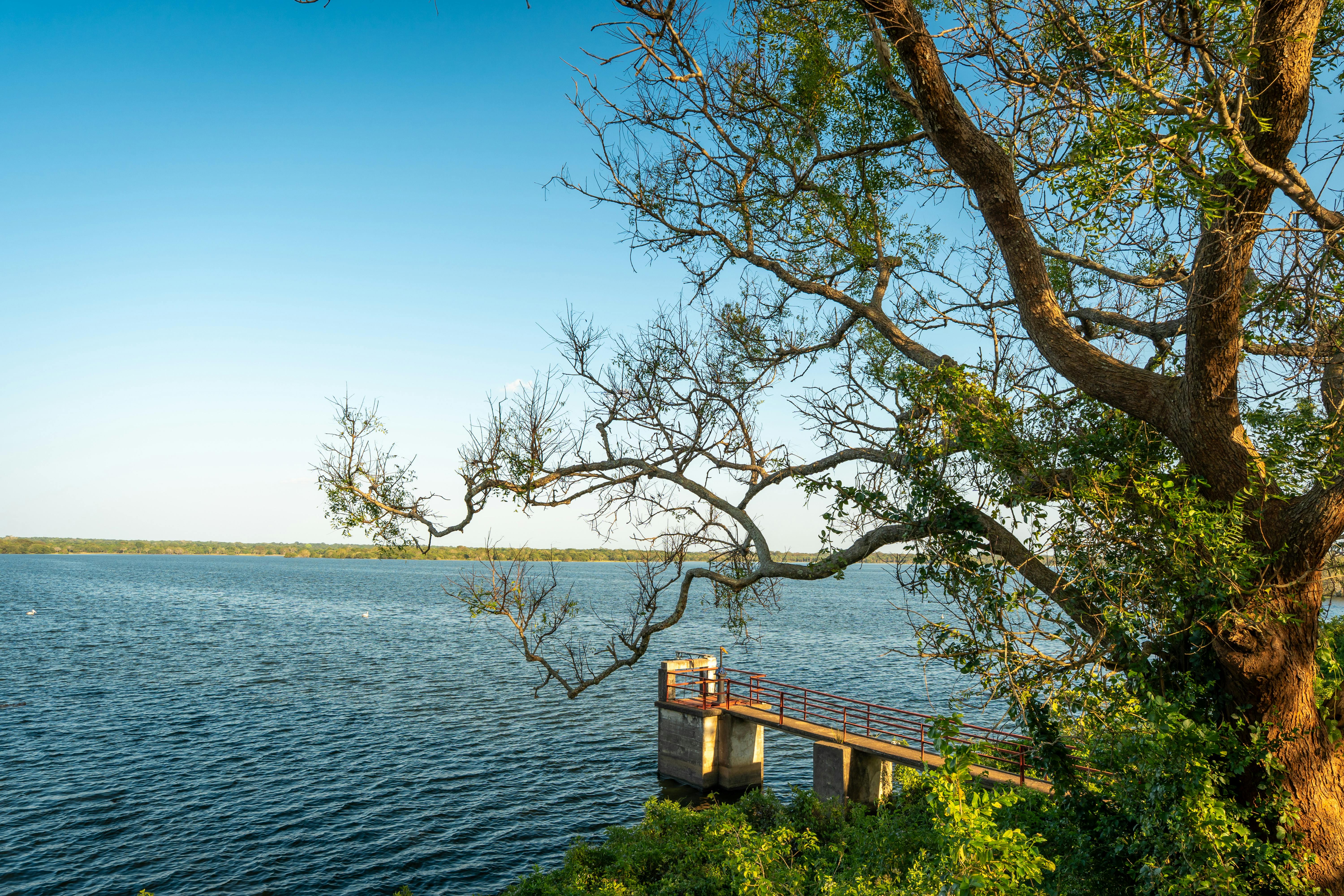 Majestic view of Vavuniya Lake with a pier surrounded by lush greenery under a clear blue sky.
