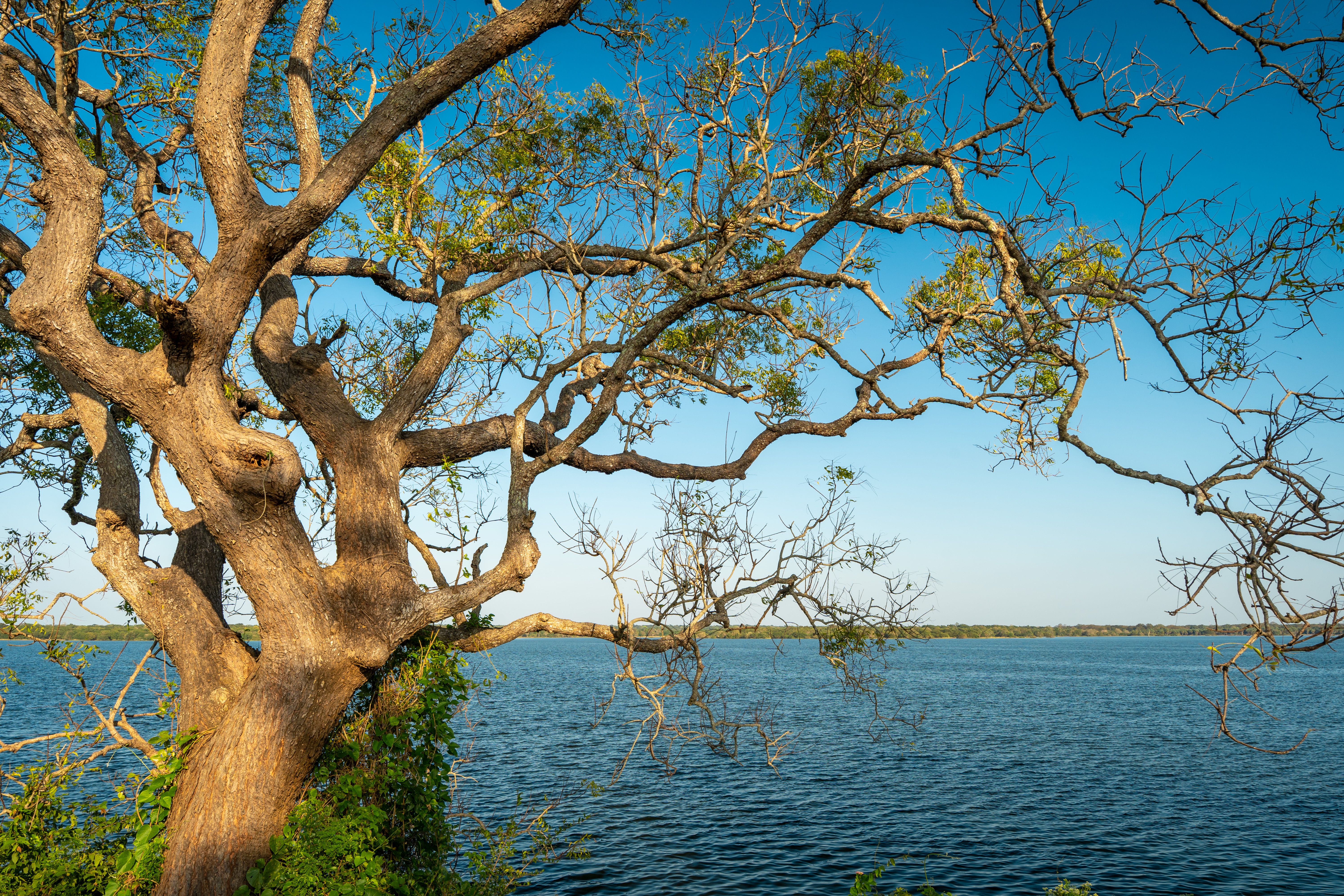 Best Budget Guesthouses in Habarana Under $50
