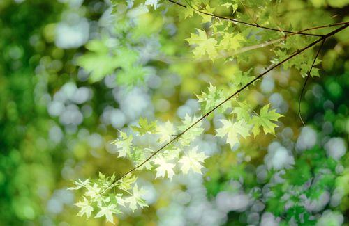 Free Bright green maple leaves in sunlight with a soft bokeh effect, capturing a serene outdoor scene. Stock Photo