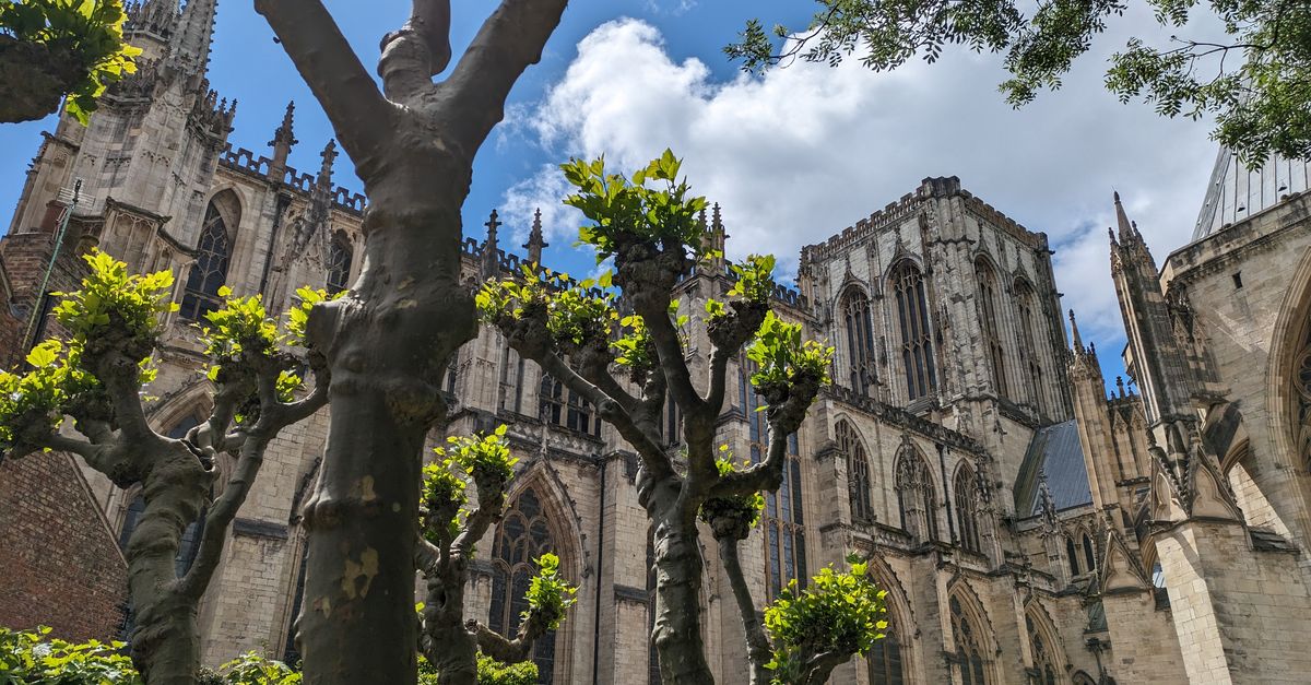 Majestic view of York Minster cathedral framed by pruned trees under a sunny sky.