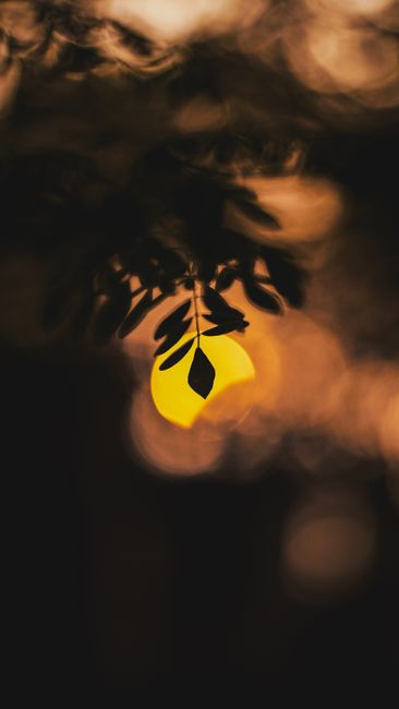 Artistic capture of silhouetted leaves against a warm sunset in Jamshedpur, India. Perfect for a serene aesthetic.
