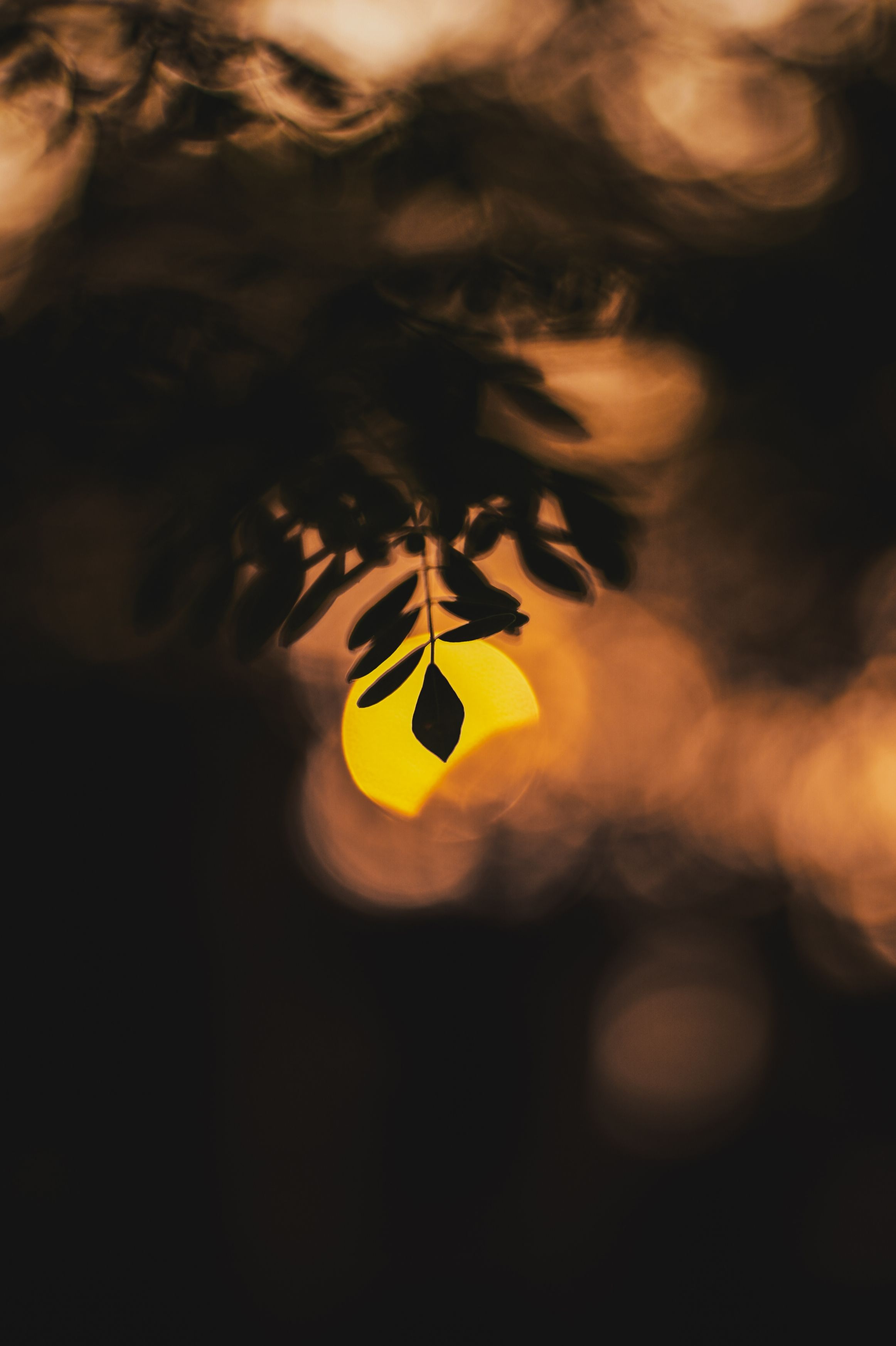 Silhouetted Leaf Against a Glowing Sunset