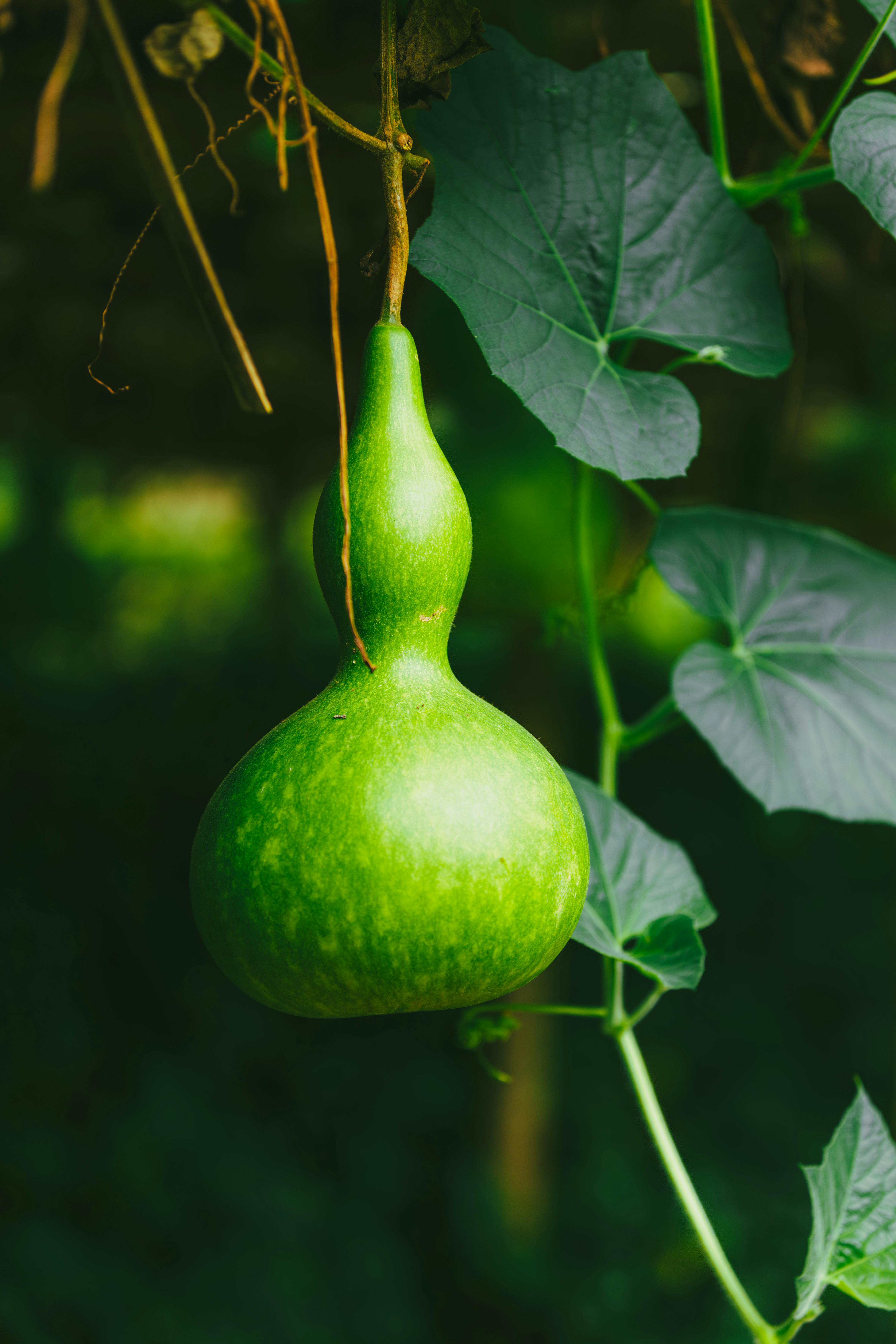 Bottle Gourd Upo - Urban Goes Green Plant Guide