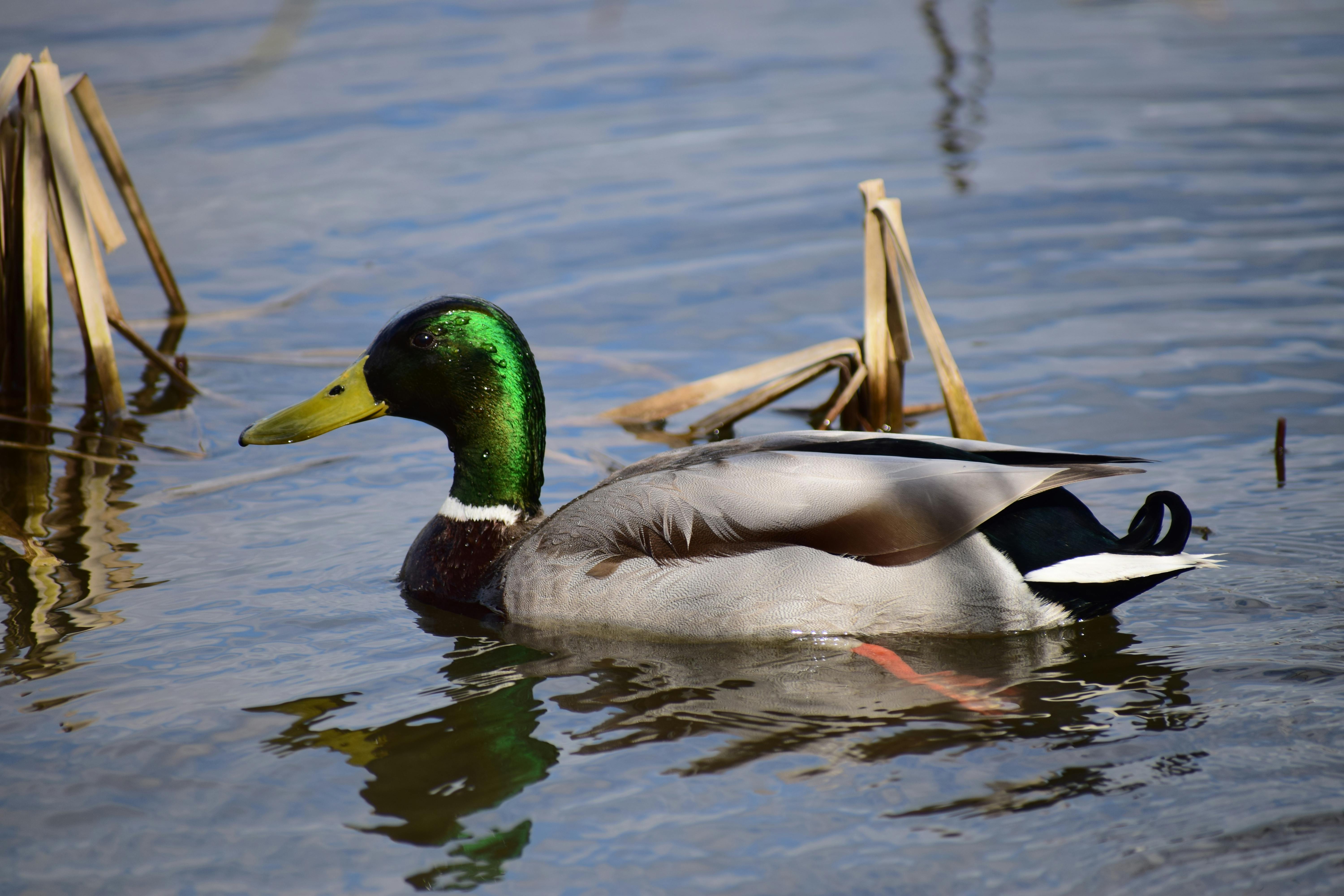 2012 Review of Drake Software — Drake Tax — Photo by Chris Brown on Pexels
