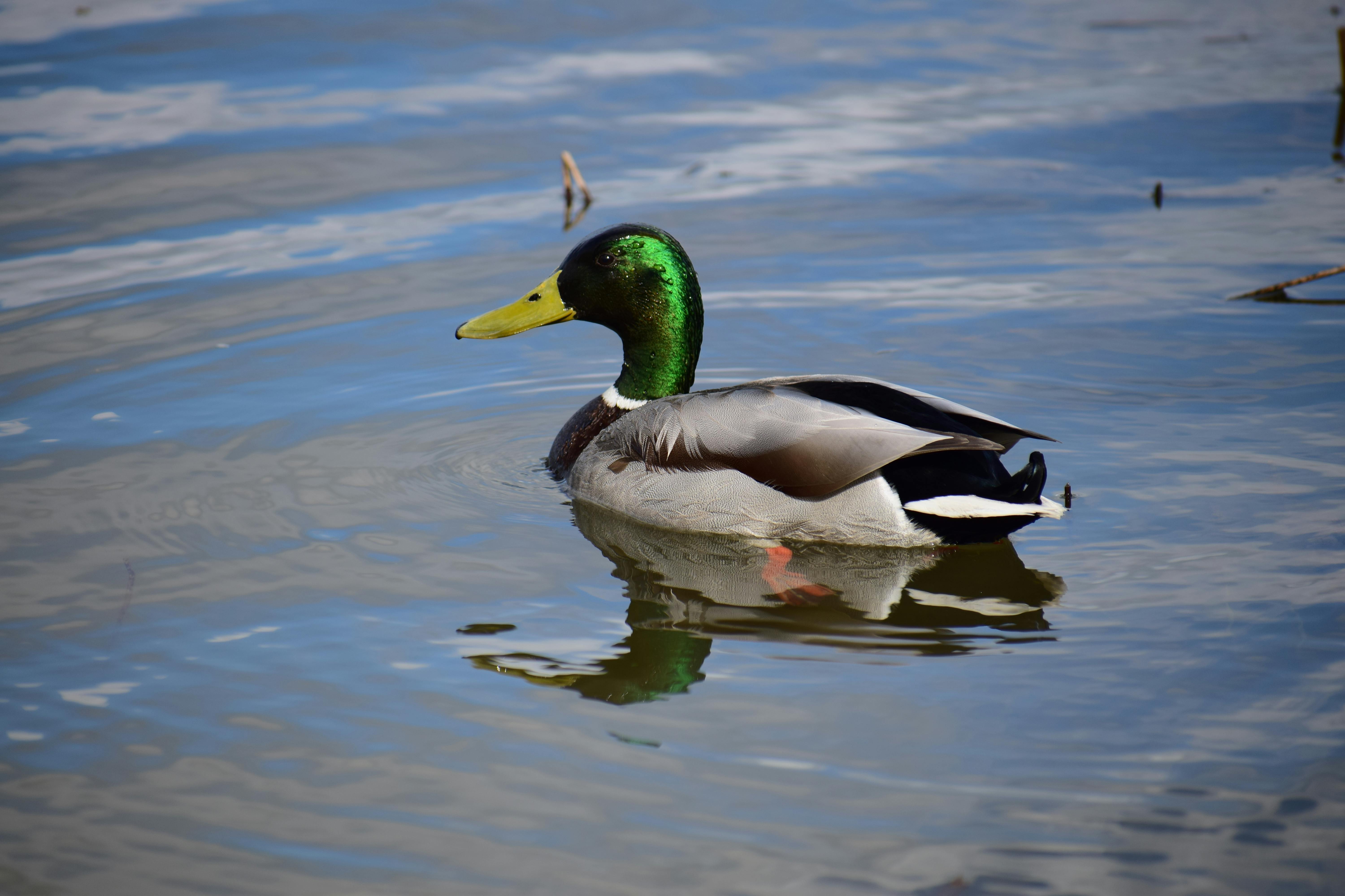 2012 Review of Drake Software — Drake Tax — Photo by Chris Brown on Pexels