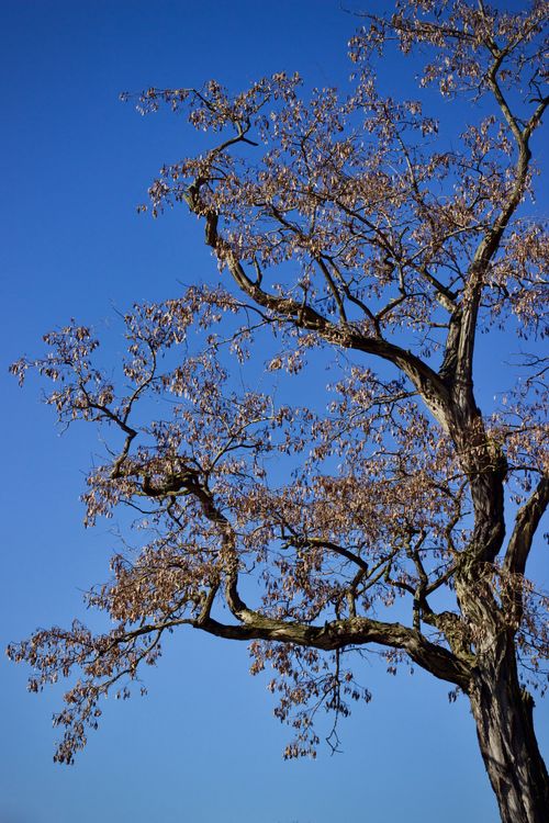 Free A sprawling tree with intricate branches set against a vibrant blue sky. Stock Photo