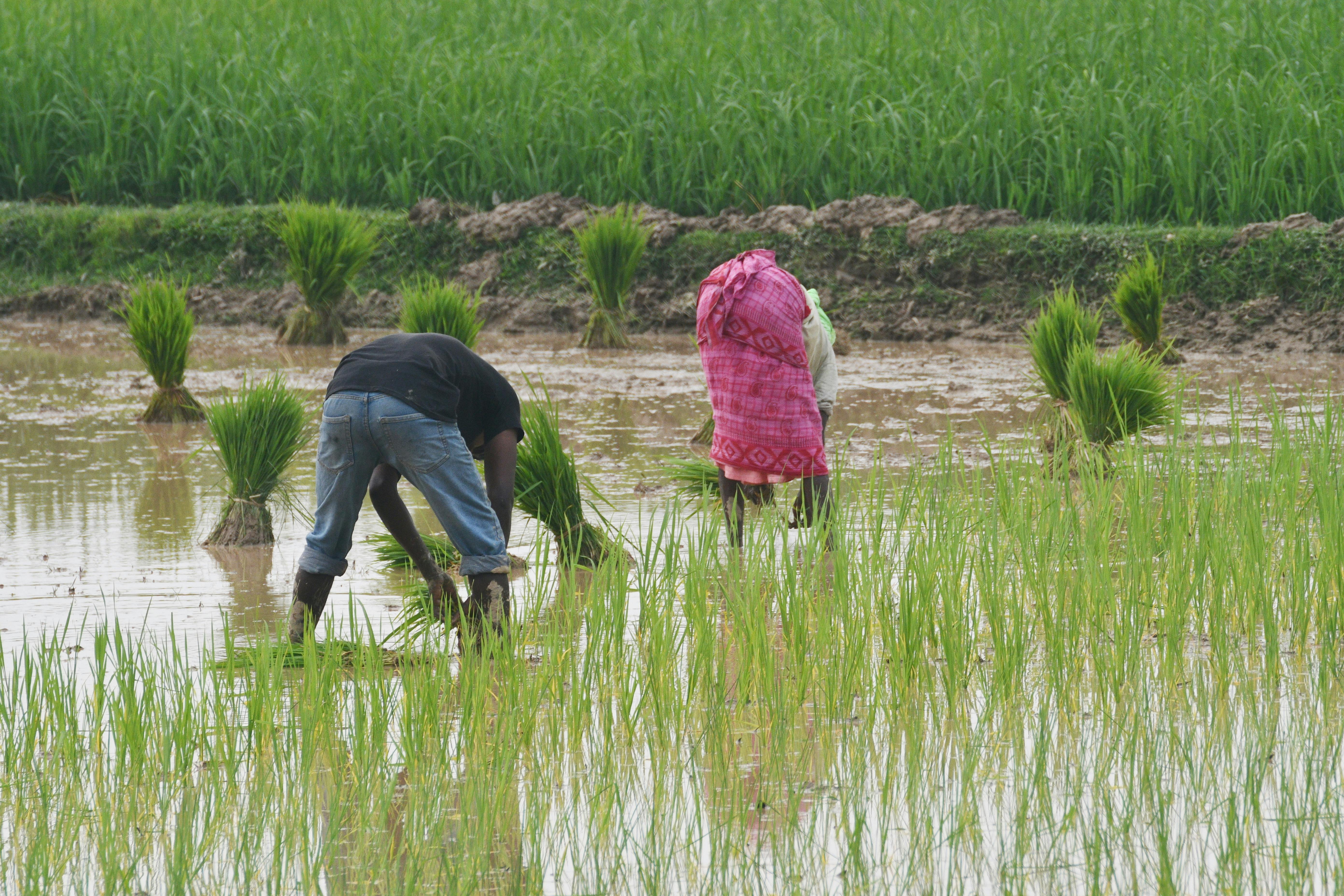Many farmers utilize life insurance for farm financing — Photo by masudar rahman on Pexels
