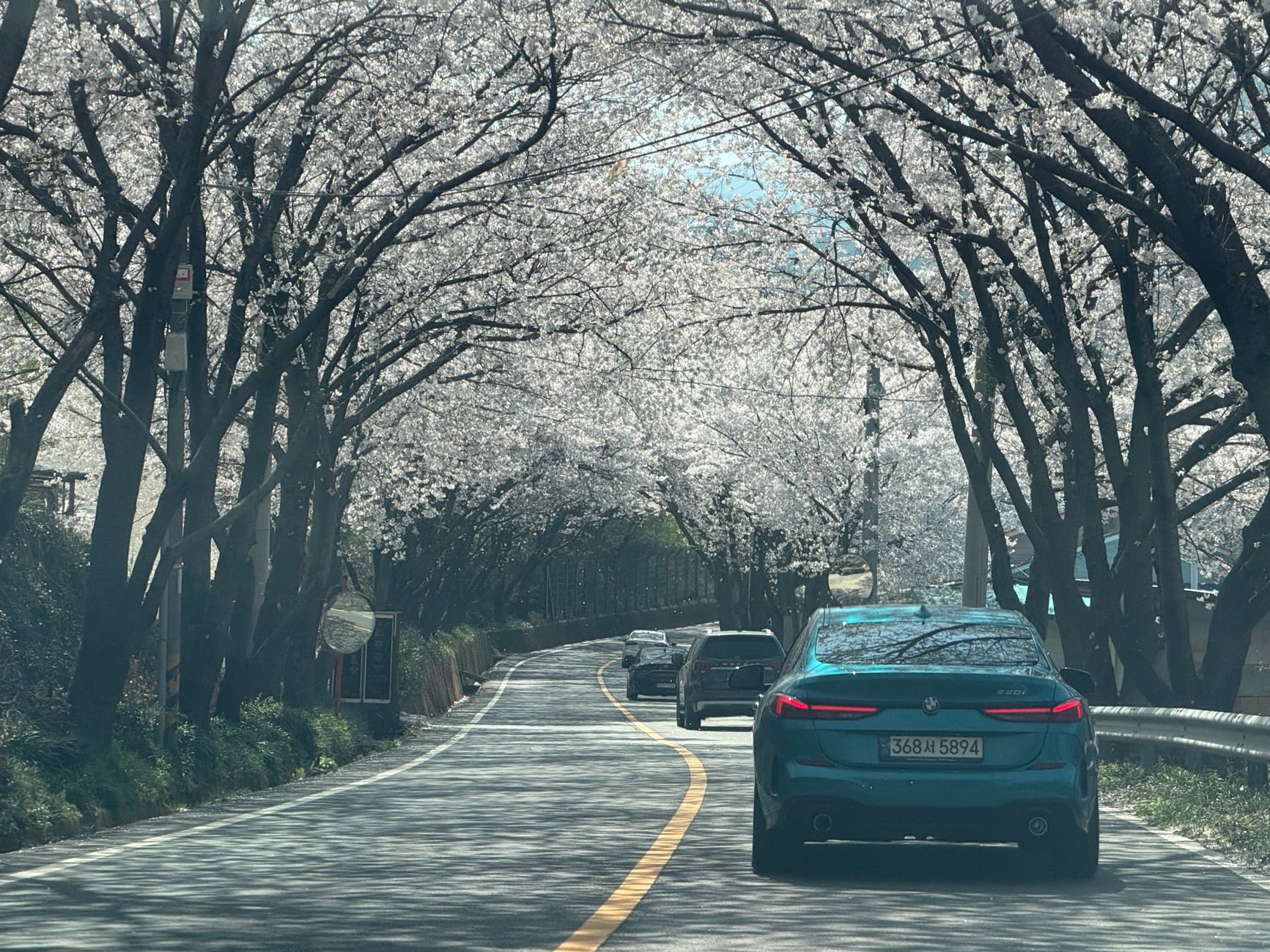 korea spring road cherry blossom car