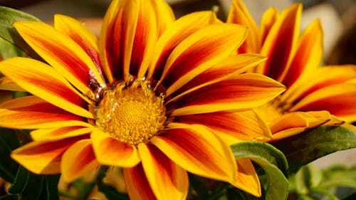 Ücretsiz Sarı Yapraklı çiçeklerin Yakın çekim Fotoğrafçılığı Stok Fotoğraflar