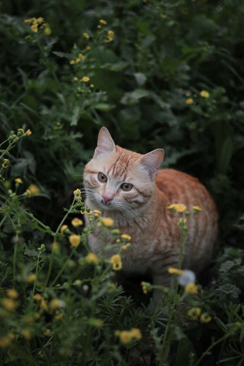 Free A ginger cat sits calmly among yellow wildflowers in a lush garden setting, creating a peaceful natural scene. Stock Photo