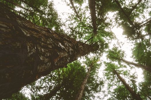 View from below of tall trees with lush green leaves forming a dense canopy.