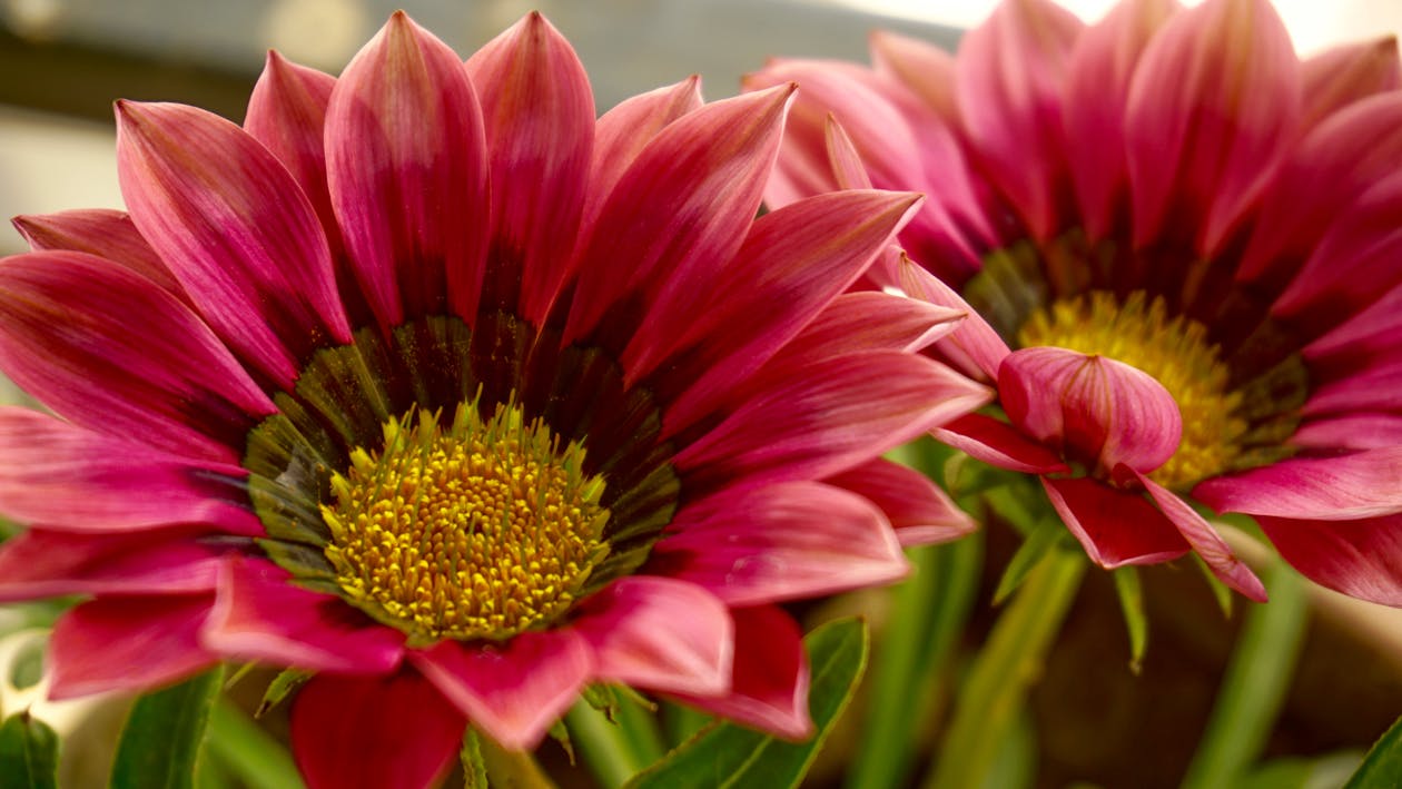 Close Up Foto Van Twee Rode Bloemblaadjes Bloemen