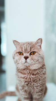Close-up of a British Shorthair cat with striking amber eyes, showcasing its expressive face.