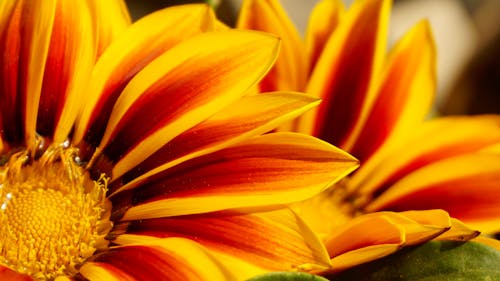 무료 두 개의 노란색 꽃의 근접 촬영 스톡 사진