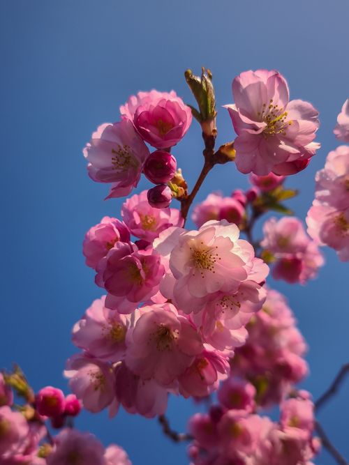 Free Close-up of vivid pink cherry blossoms blooming in spring under a clear blue sky in Deutschland. Stock Photo