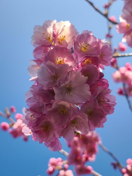 Free Close-up of beautiful pink cherry blossoms in full bloom against a clear blue sky. Stock Photo