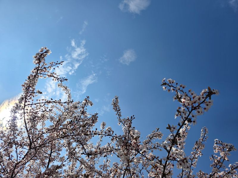 Blossoming branches against a clear sky, photo by Paula Hordjewicz on Pexels
