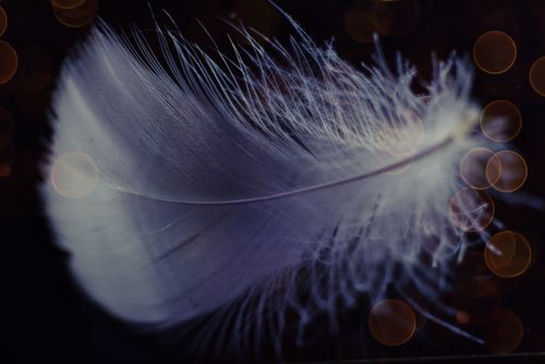Free Beautiful close-up of a white feather against a dark, bokeh backdrop, capturing texture and contrast. Stock Photo