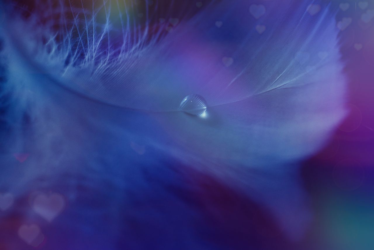 a mesmerizing close up of a colorful feather with a water droplet crea