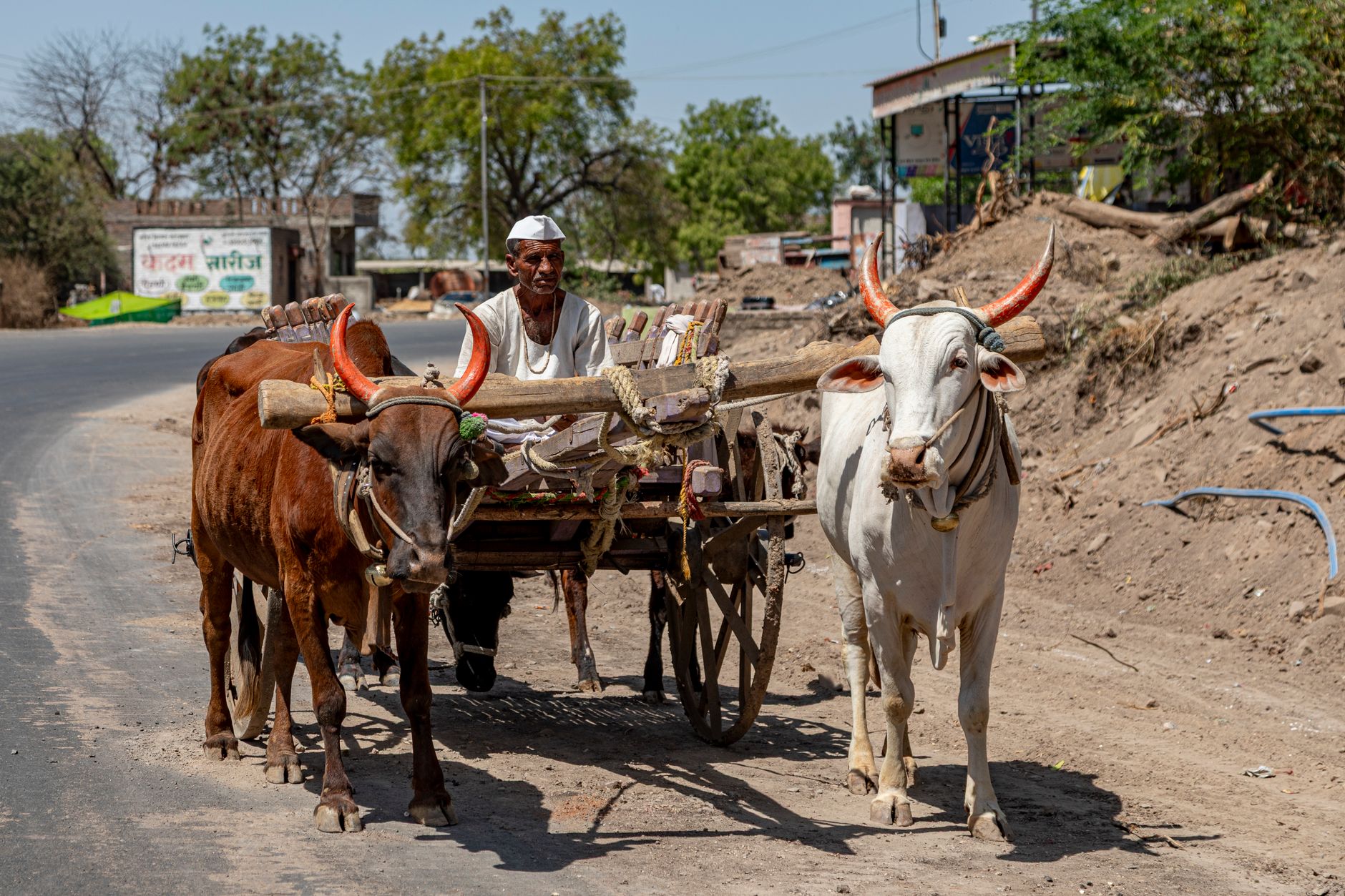 A rural Indian farmer navigating a bullock cart down a dusty road in Nashik, Maharashtra.
