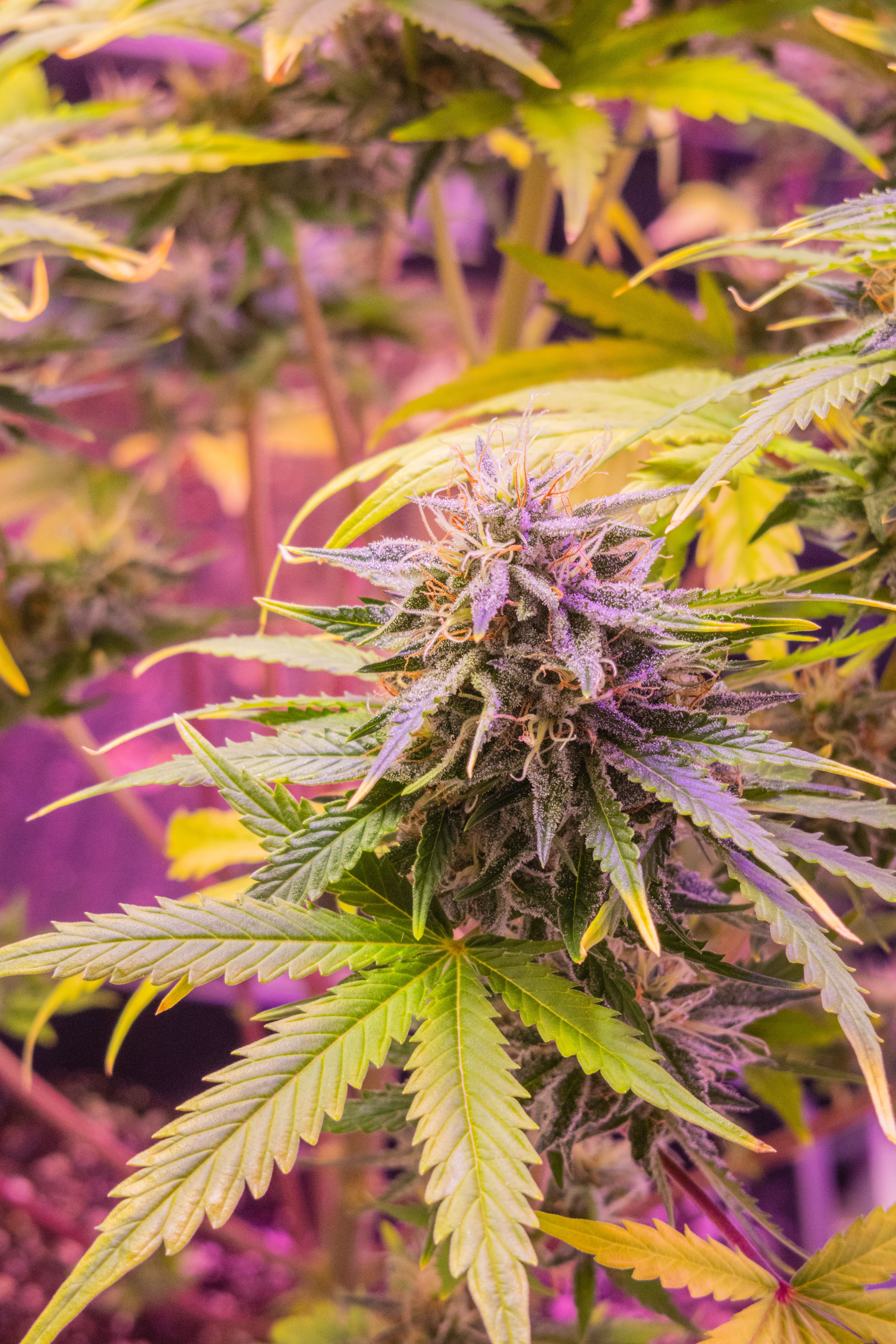 Cinderella 99 — variedad cannabis Híbrida