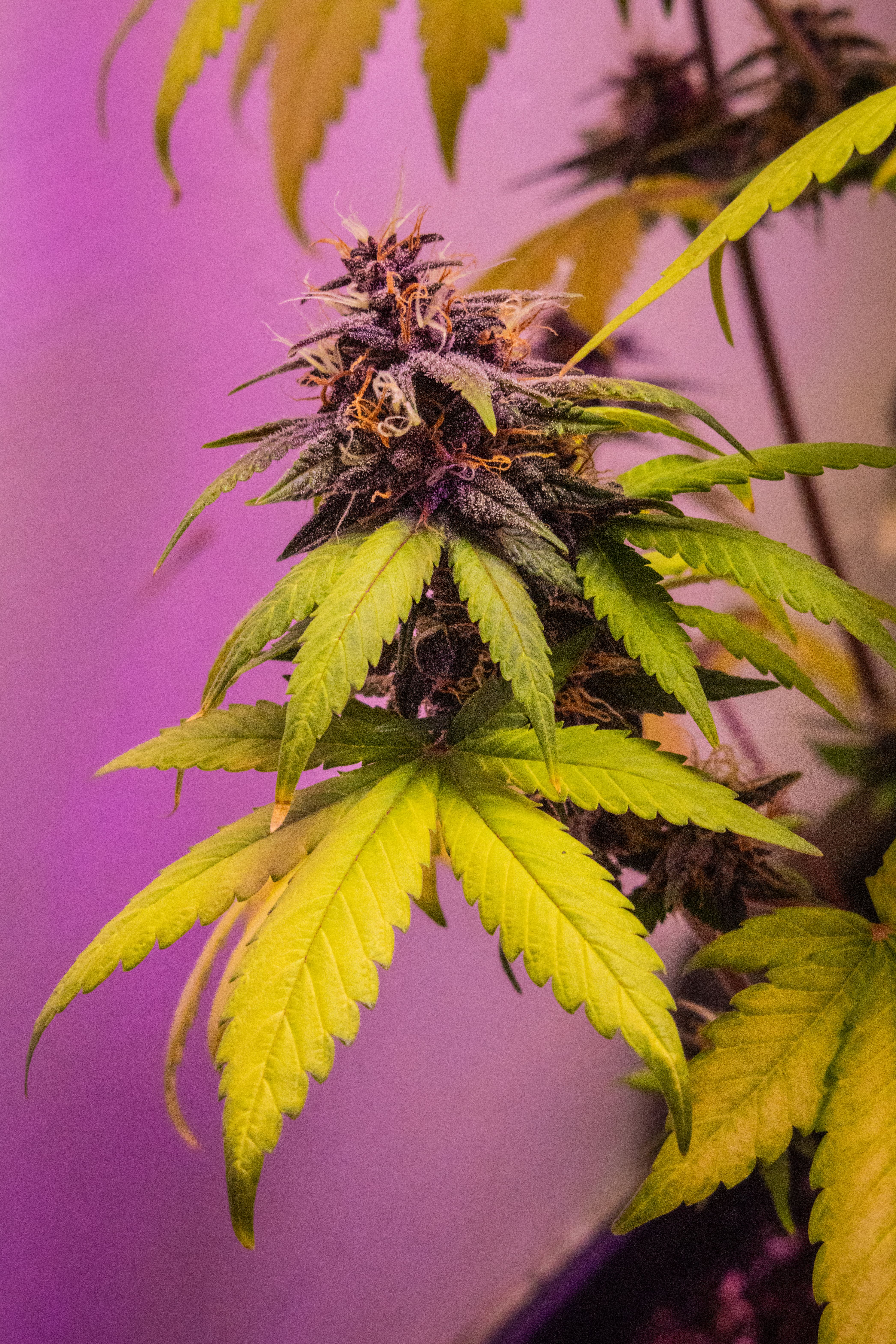 Cracker Jack — variedad cannabis Sativa