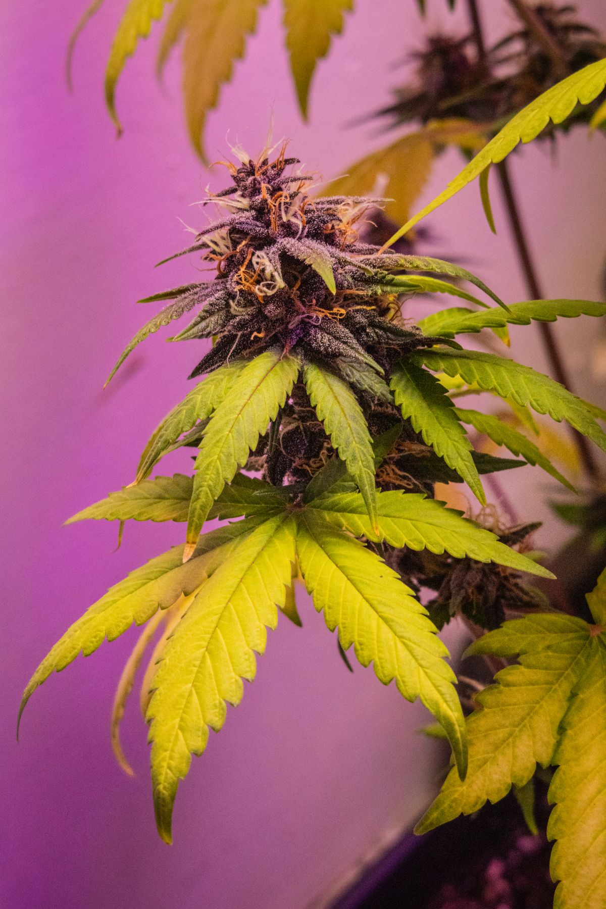 Cannabis Bluete in Nahaufnahme zur Kontrolle der Trichome und Erkennung von Schimmelbefall