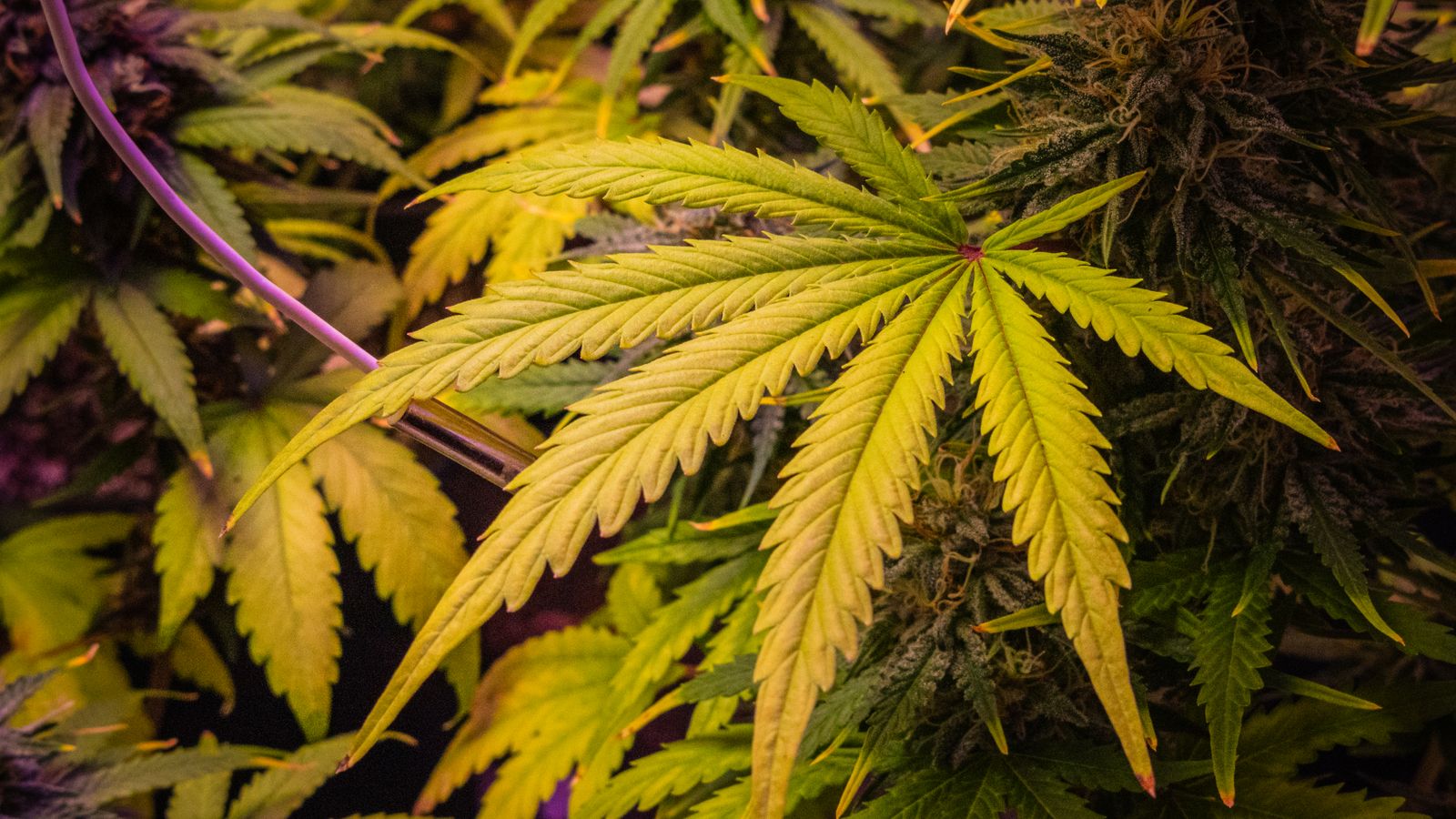 Detailed view of lush cannabis leaves showcasing bright green colors in indoor cultivation.