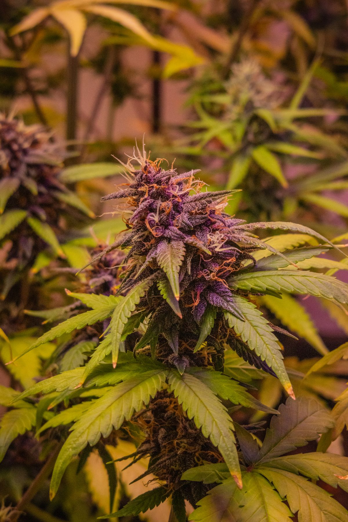 Cannabispflanze in der Bluetephase mit voll ausgebildeten violetten Bluetenstaenden