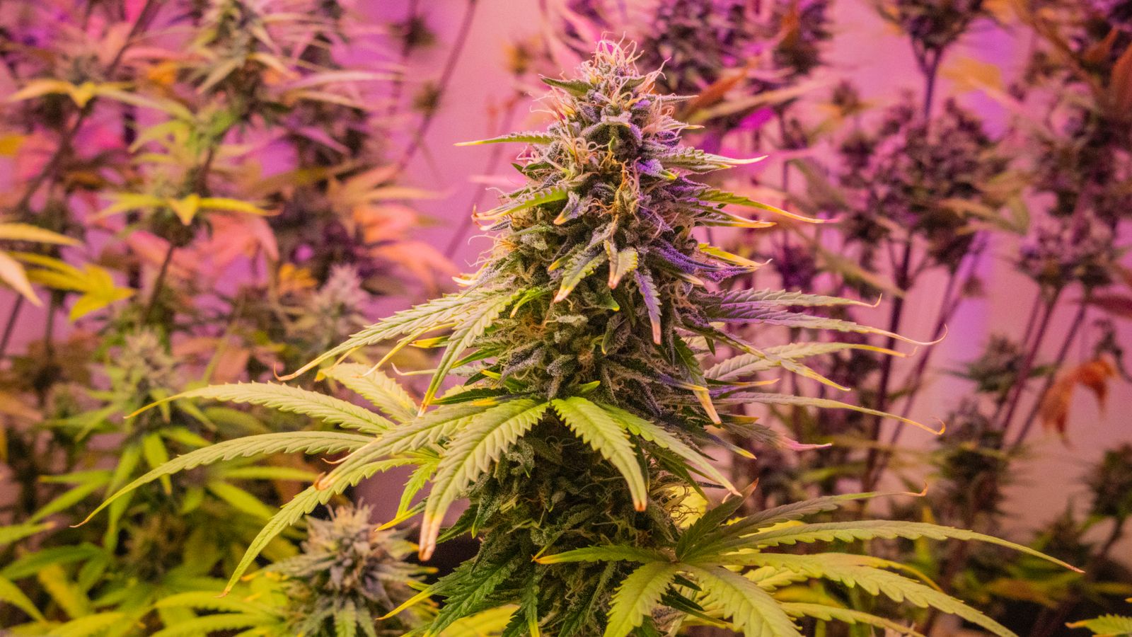 Detailed view of a cannabis plant with vibrant pink lighting, indoors.
