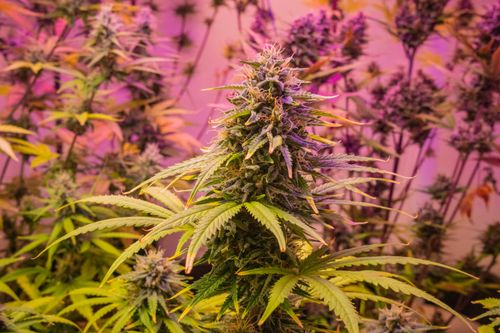 Cannabis Industry Guide: Uses, Laws, Safety, and Market Trends in 2026