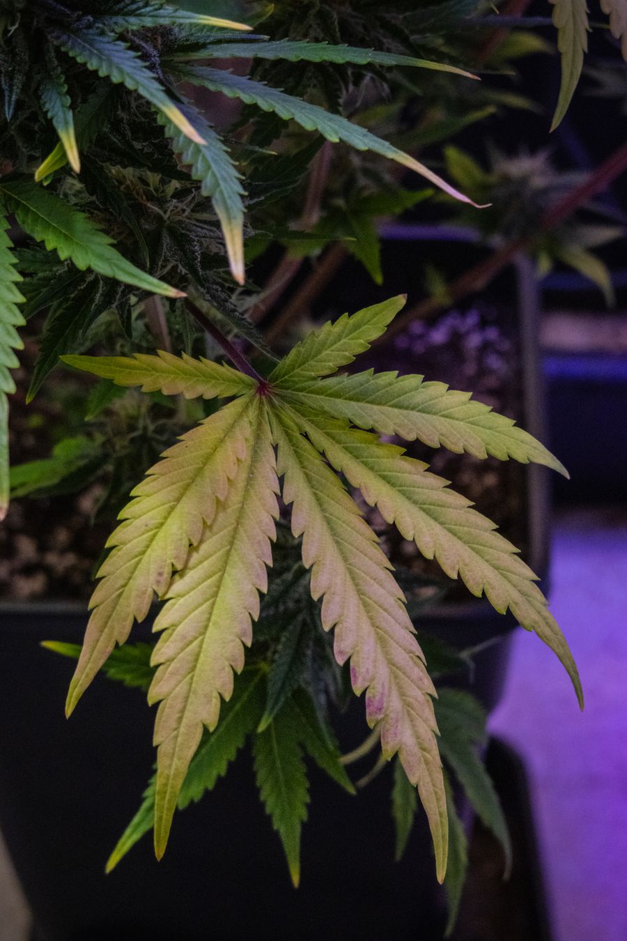 Hoja de planta