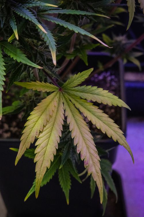 Free Vivid close-up of a cannabis leaf in an indoor garden setup. Stock Photo