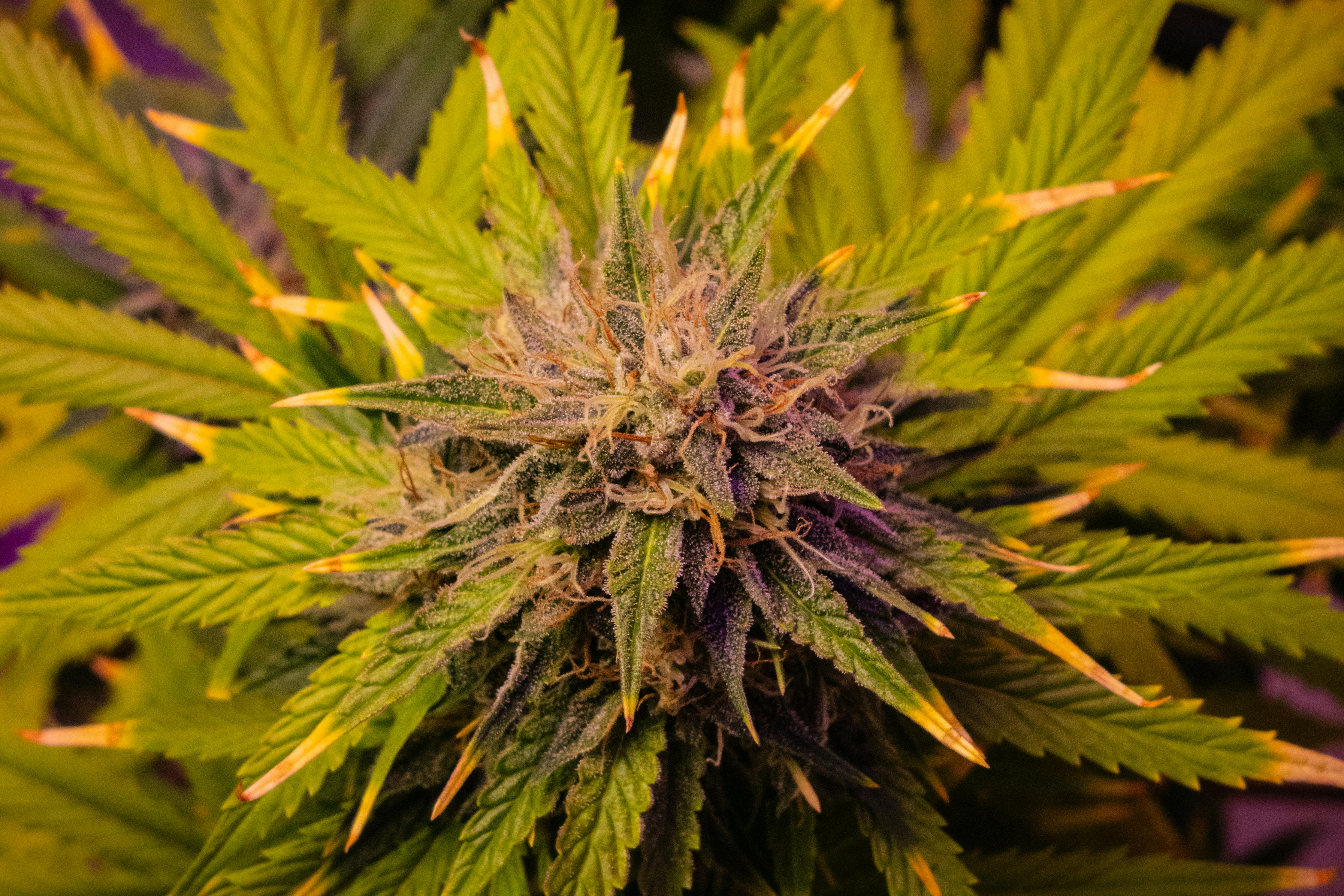 cannabis, hemp oil, cannabis benefits — Photo by Keloke Grow on Pexels