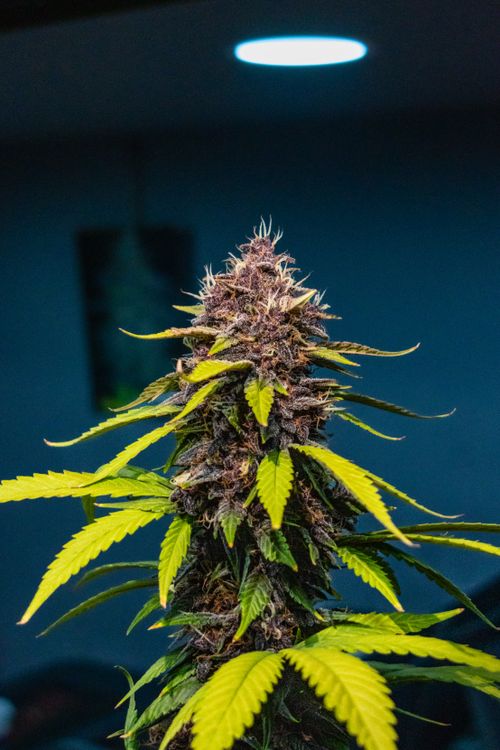 Free Close-up of a vibrant cannabis plant with distinct leaves under indoor lighting. Stock Photo