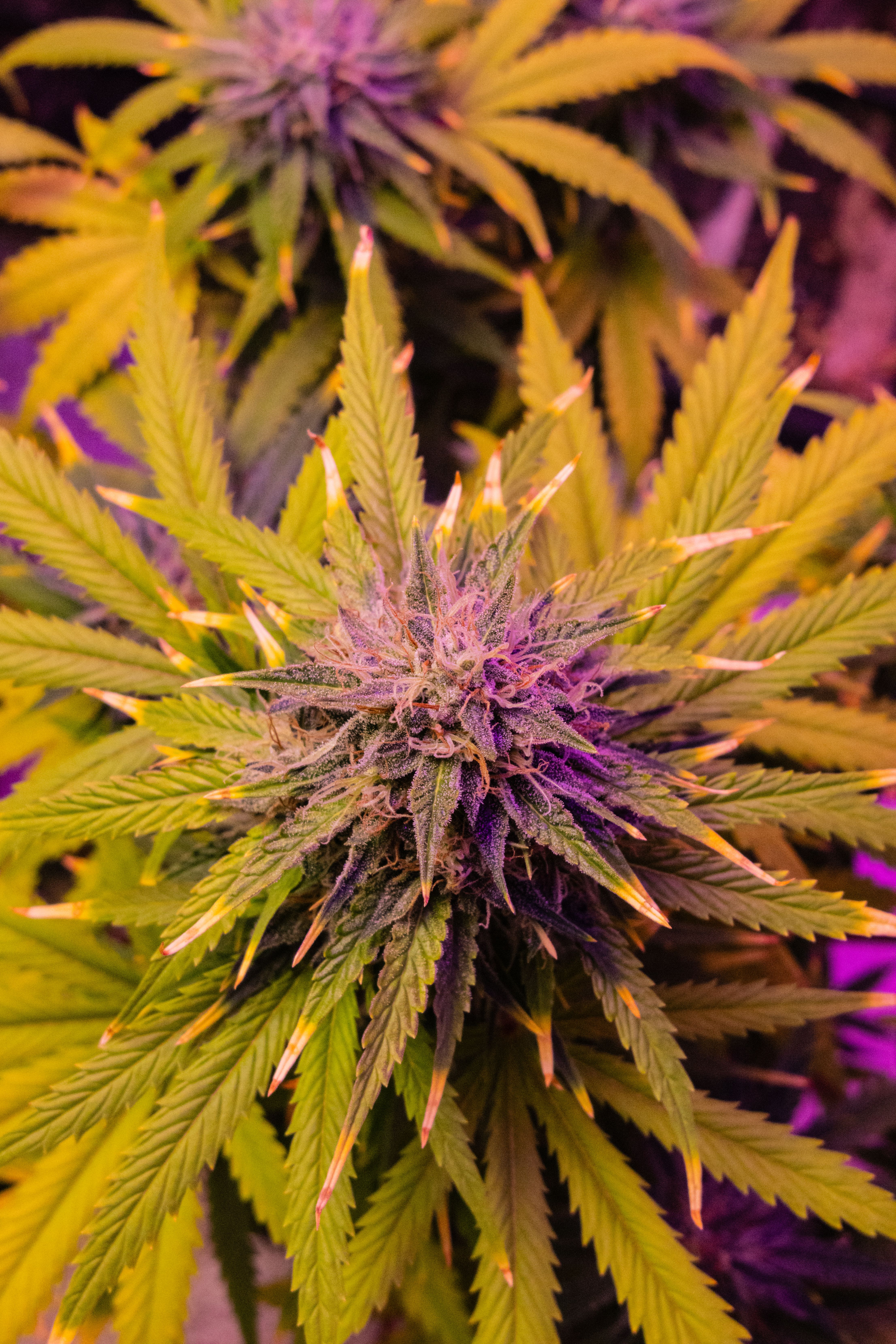 El Na — variedad cannabis Híbrida