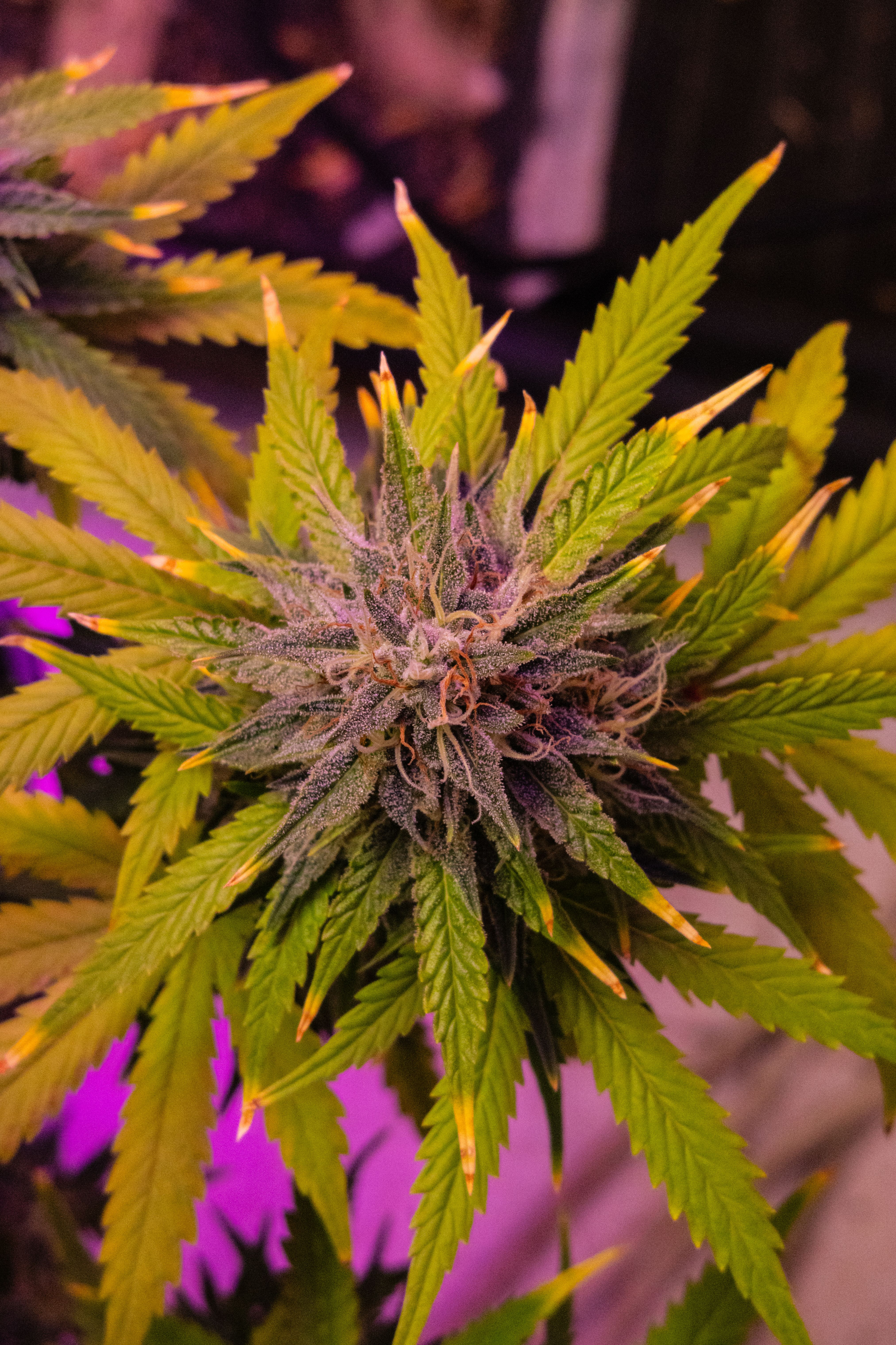 Dog Shit — variedad cannabis Híbrida
