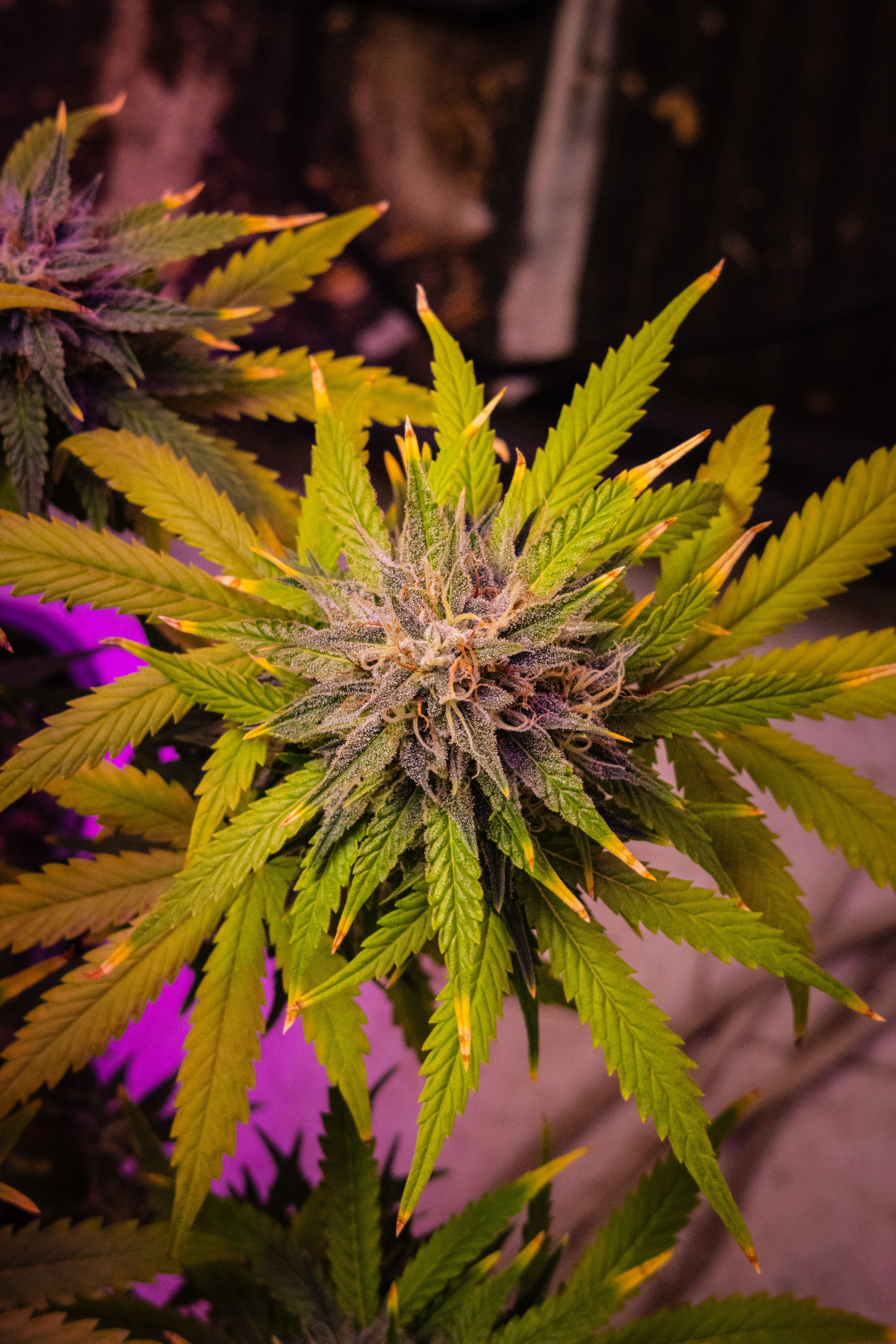 Game Changer — variedad cannabis Híbrida